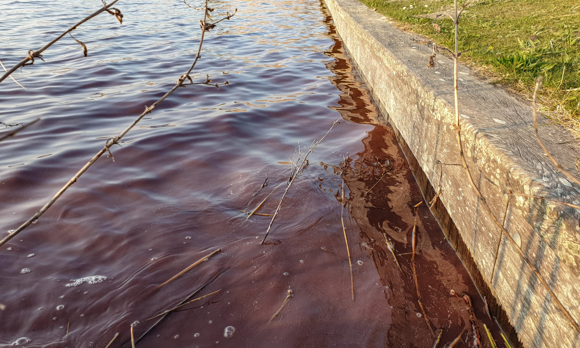 Schadelijke bacterie kleurt water Geestmerambacht paars