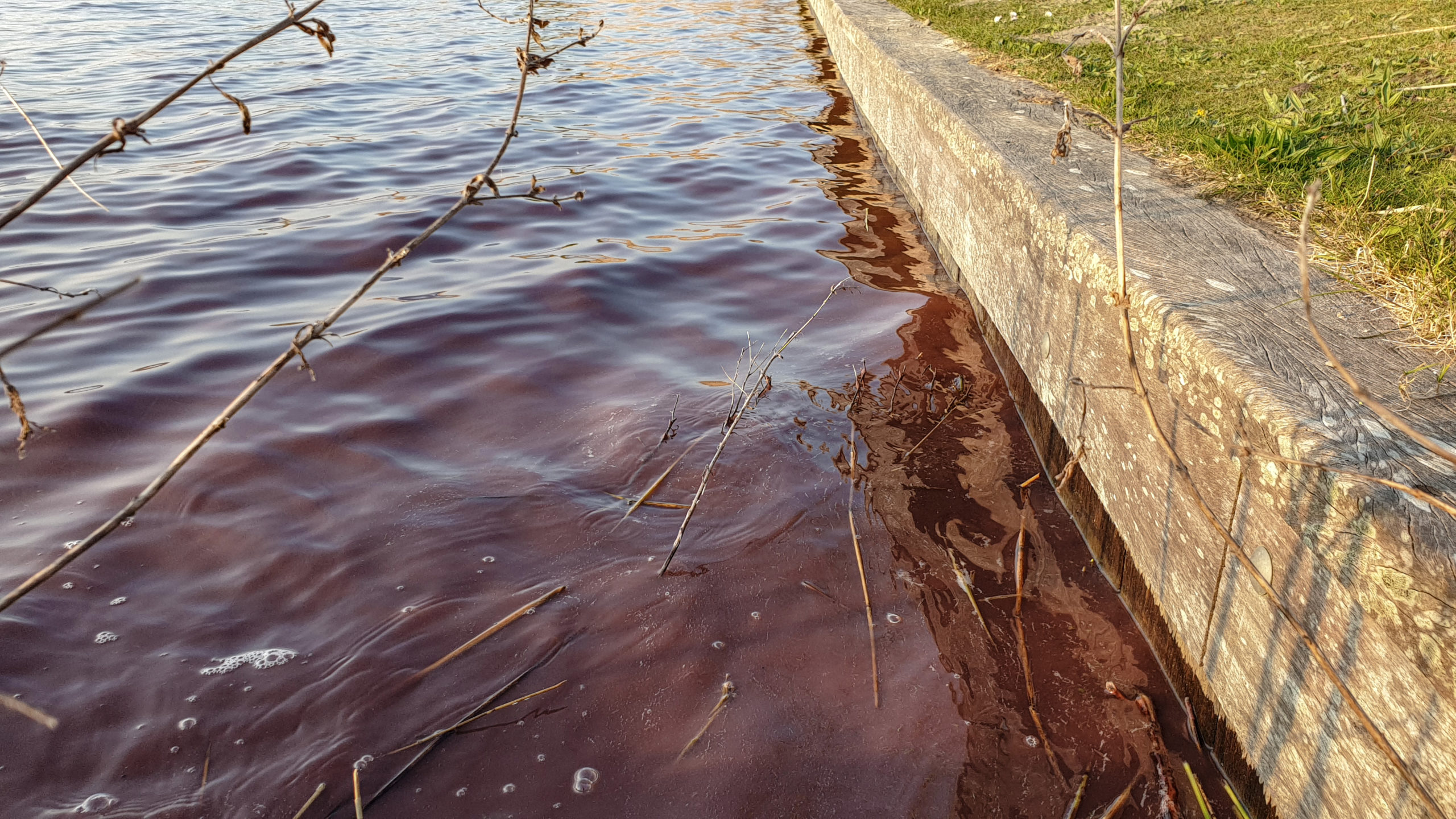 Schadelijke bacterie kleurt water Geestmerambacht paars