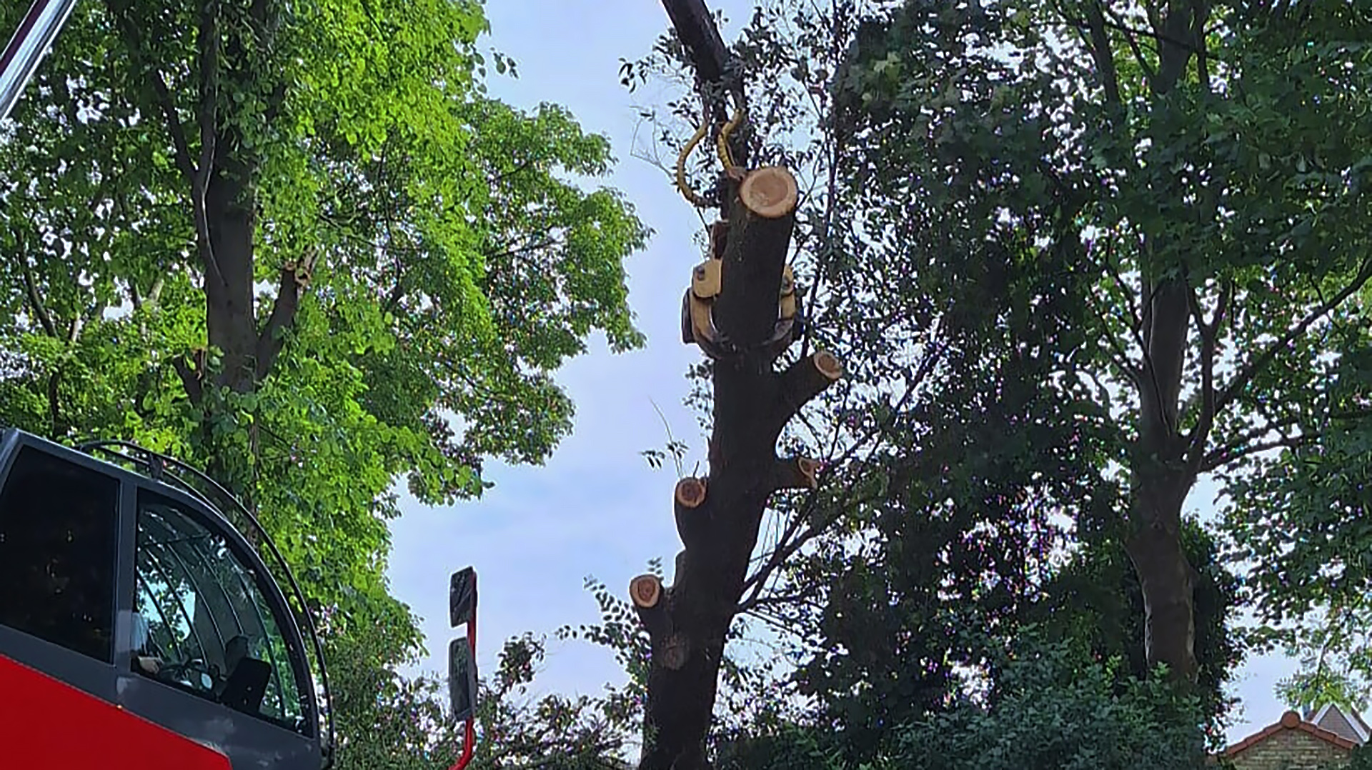 Boom wordt gesnoeid door een machine in een bosrijke omgeving.