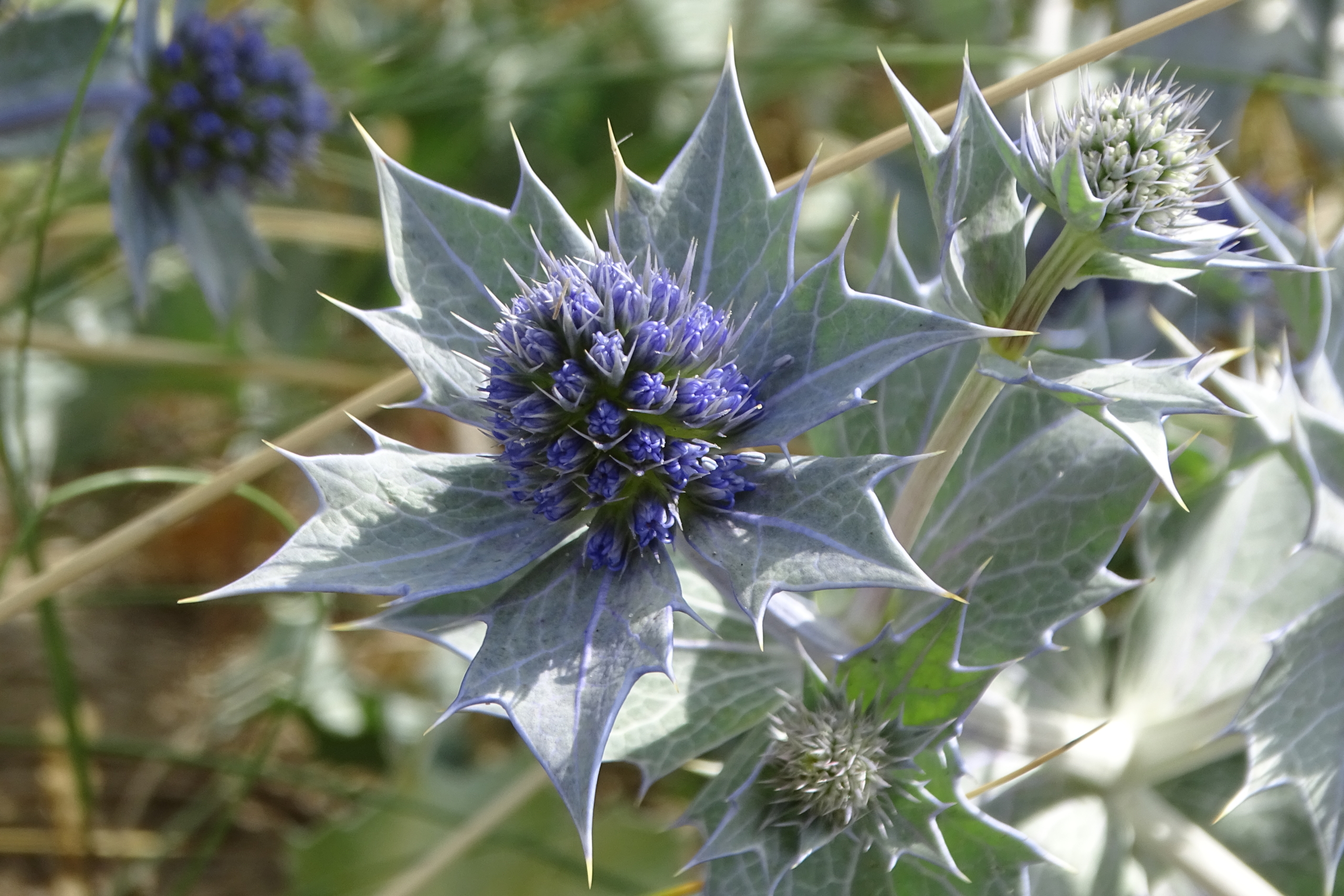 Dichtbij opname van een distel met paarse bloemen en stekelige bladeren.