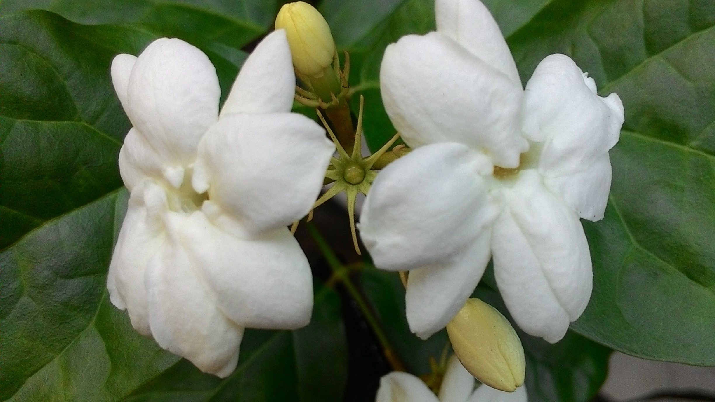 Twee witte jasmijnbloemen met groene bladeren op de achtergrond.