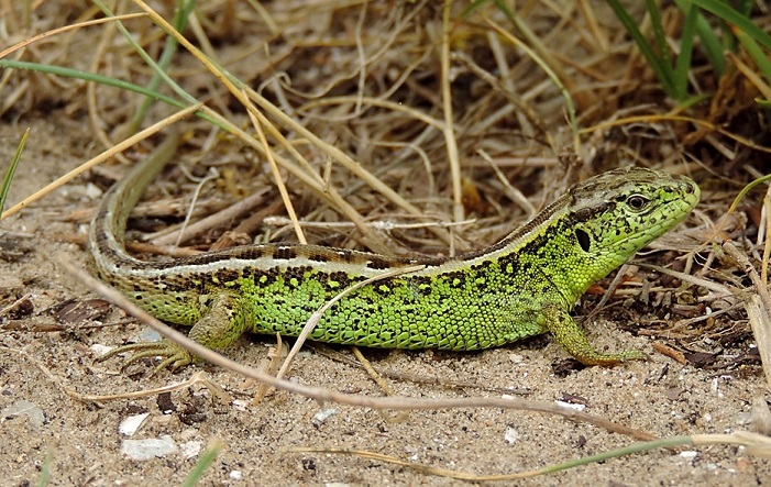 Groene hagedis tussen droog gras en zand.