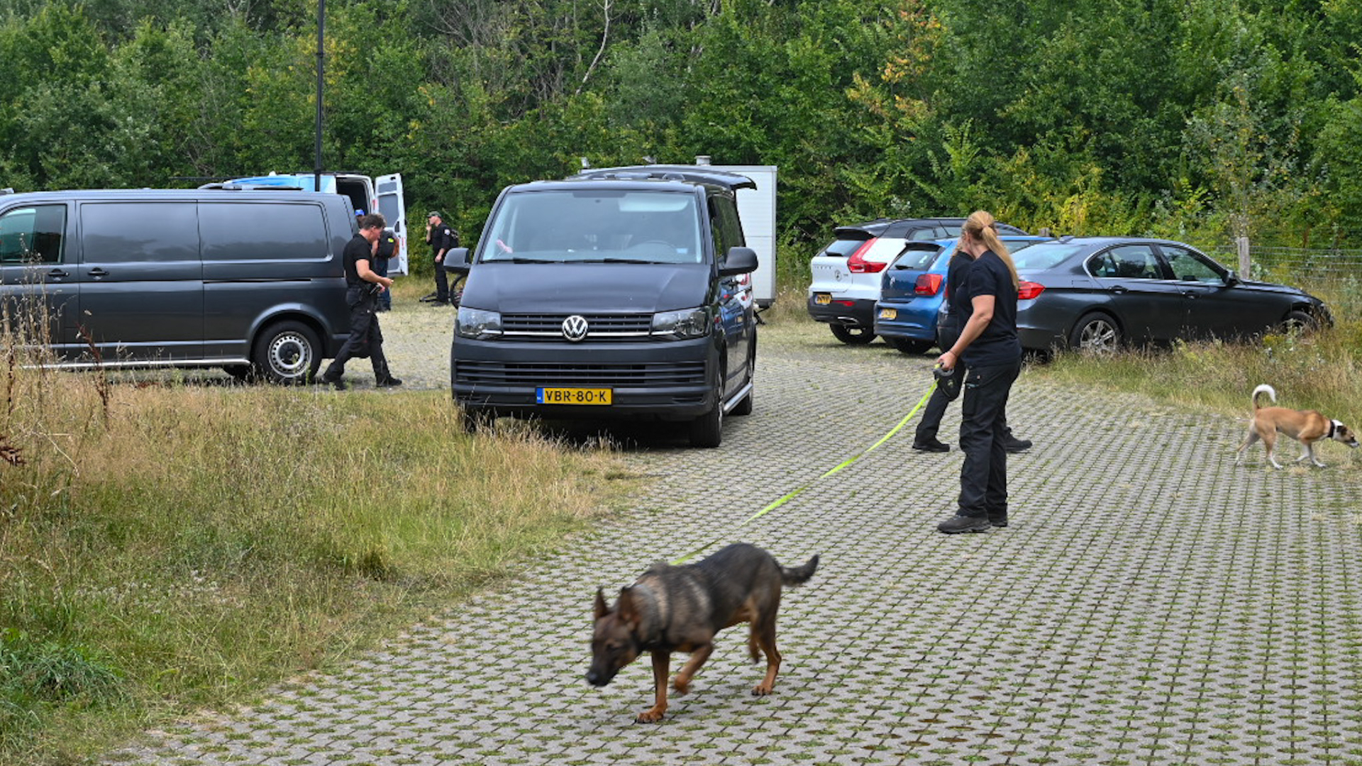 Hondenbrigade met honden op parkeerplaats met auto's en busjes, omringd door groen.