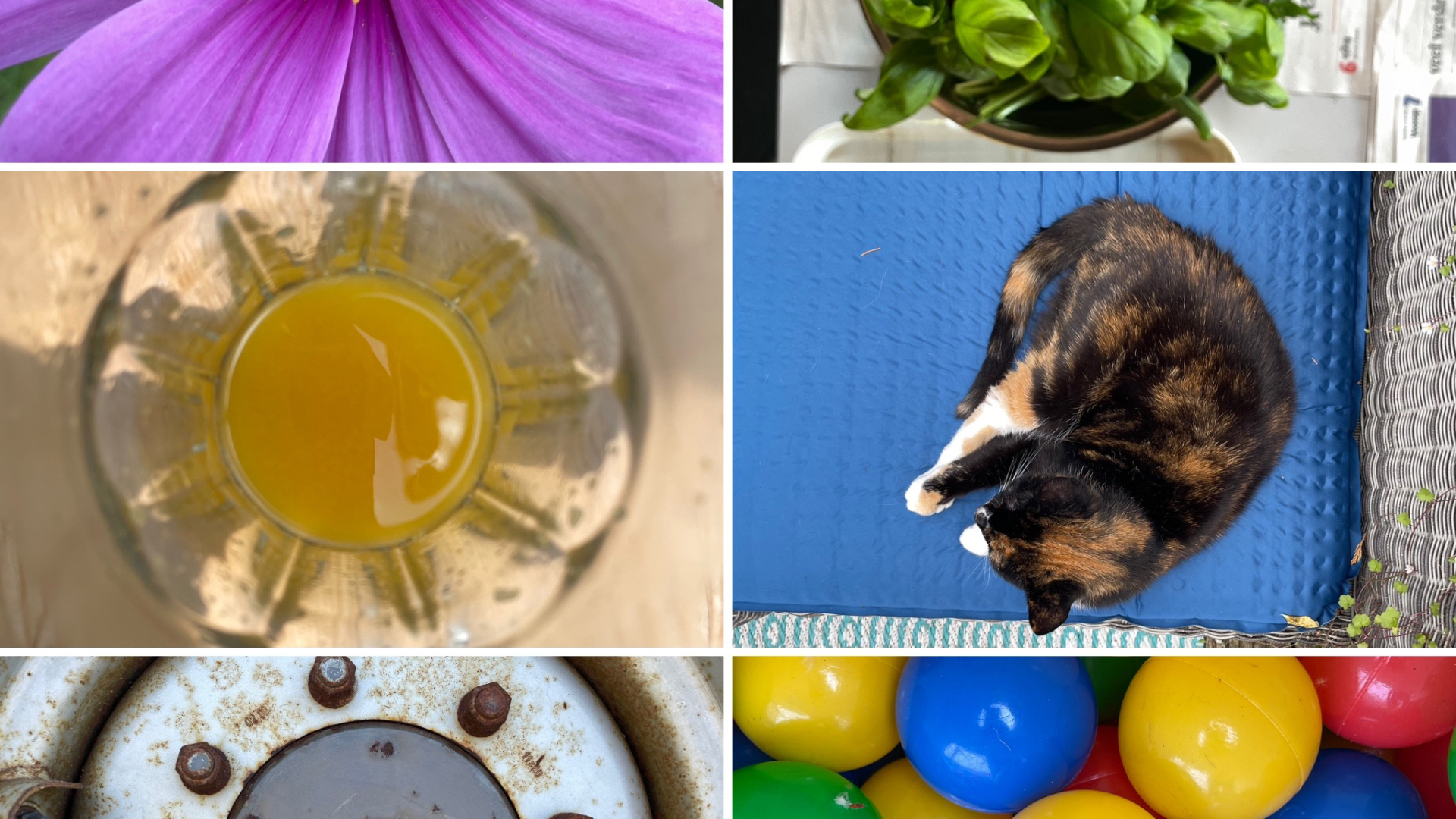 Collage van een paarse bloem, een basilicumplant, sinaasappelsap in een glas van bovenaf, een slapende kat op een blauwe mat, een roestige bout van een metalen wiel en gekleurde plastic ballen.