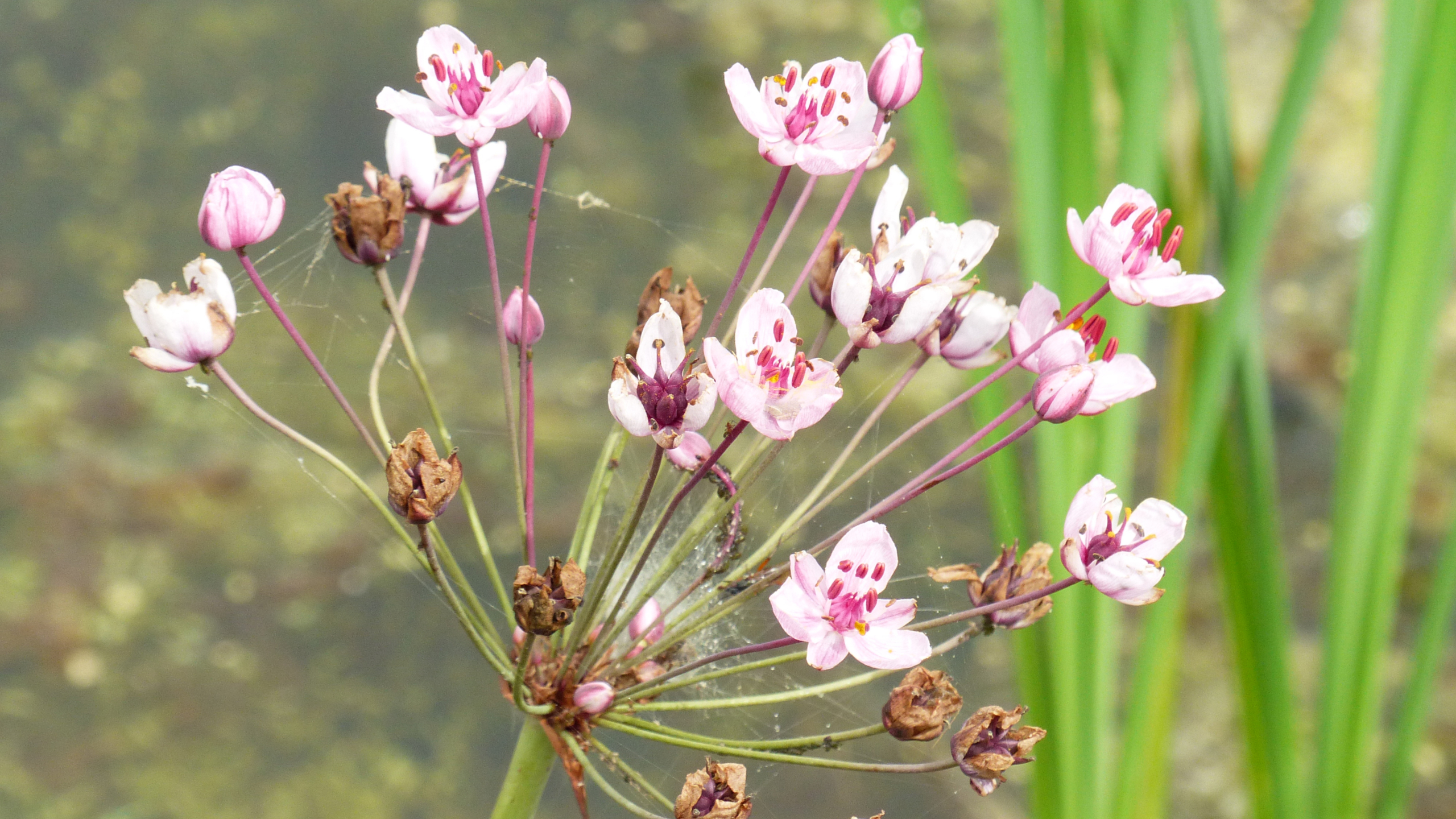 Roze bloemen van de Zwanenbloem (Butomus umbellatus) tegen een groene achtergrond.