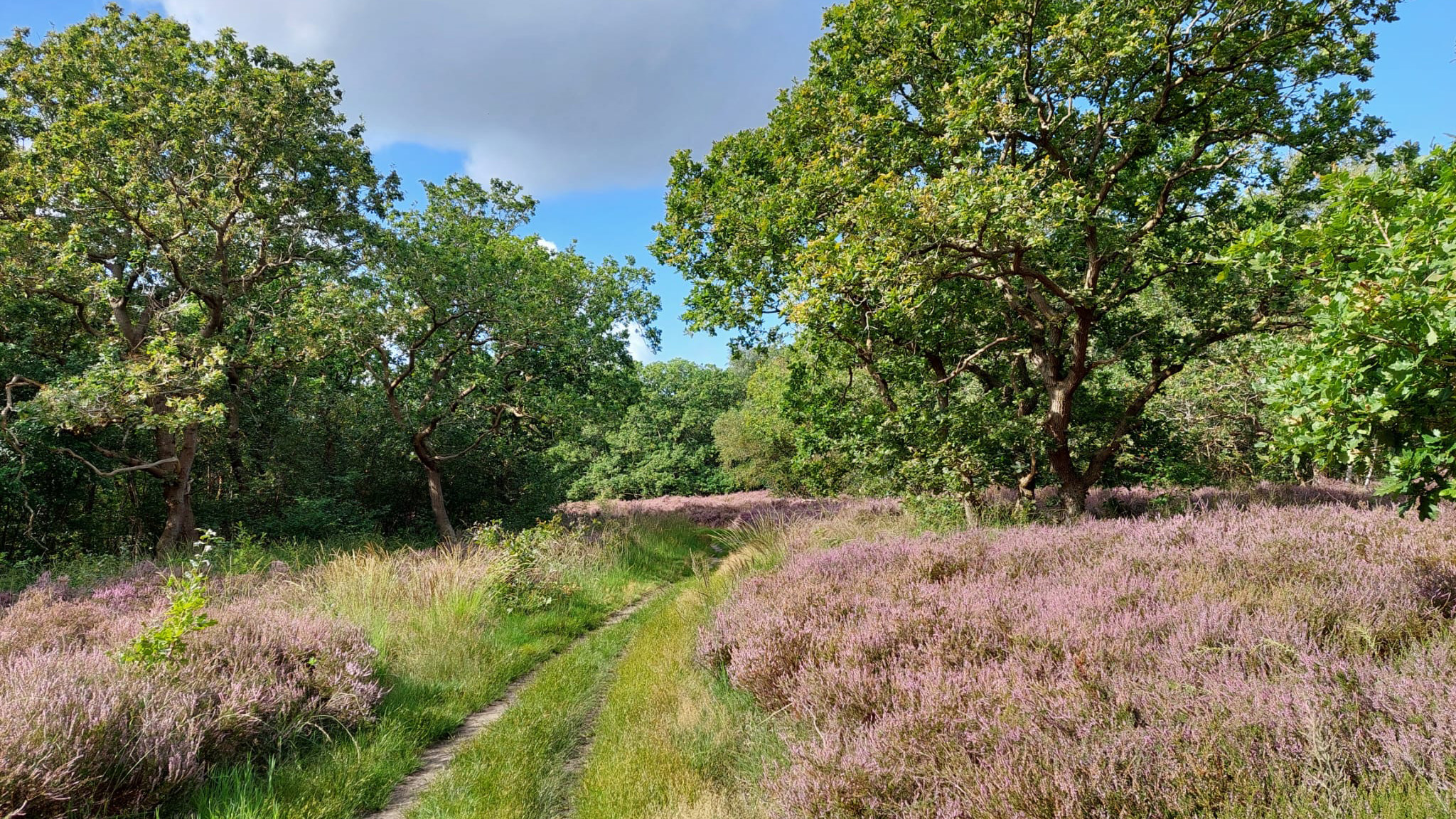 Zandpad door een bosrijke omgeving met bloeiende paarse heide en groene bomen onder een deels bewolkte lucht.