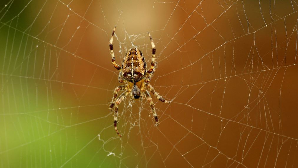 Spin in een web met een onscherpe achtergrond.