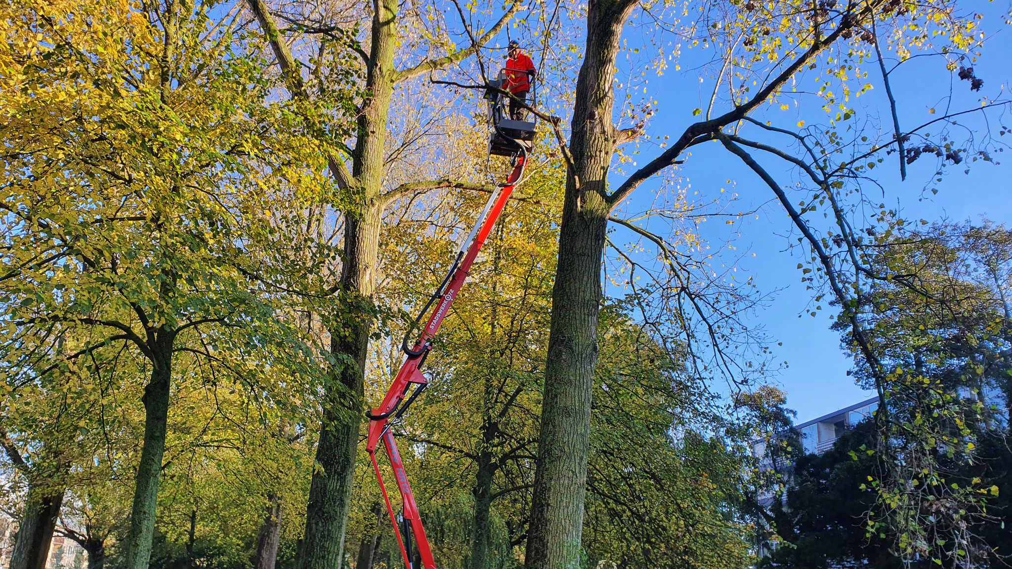 Werknemer snoeit boomtakken met behulp van een hoogwerker in een park.