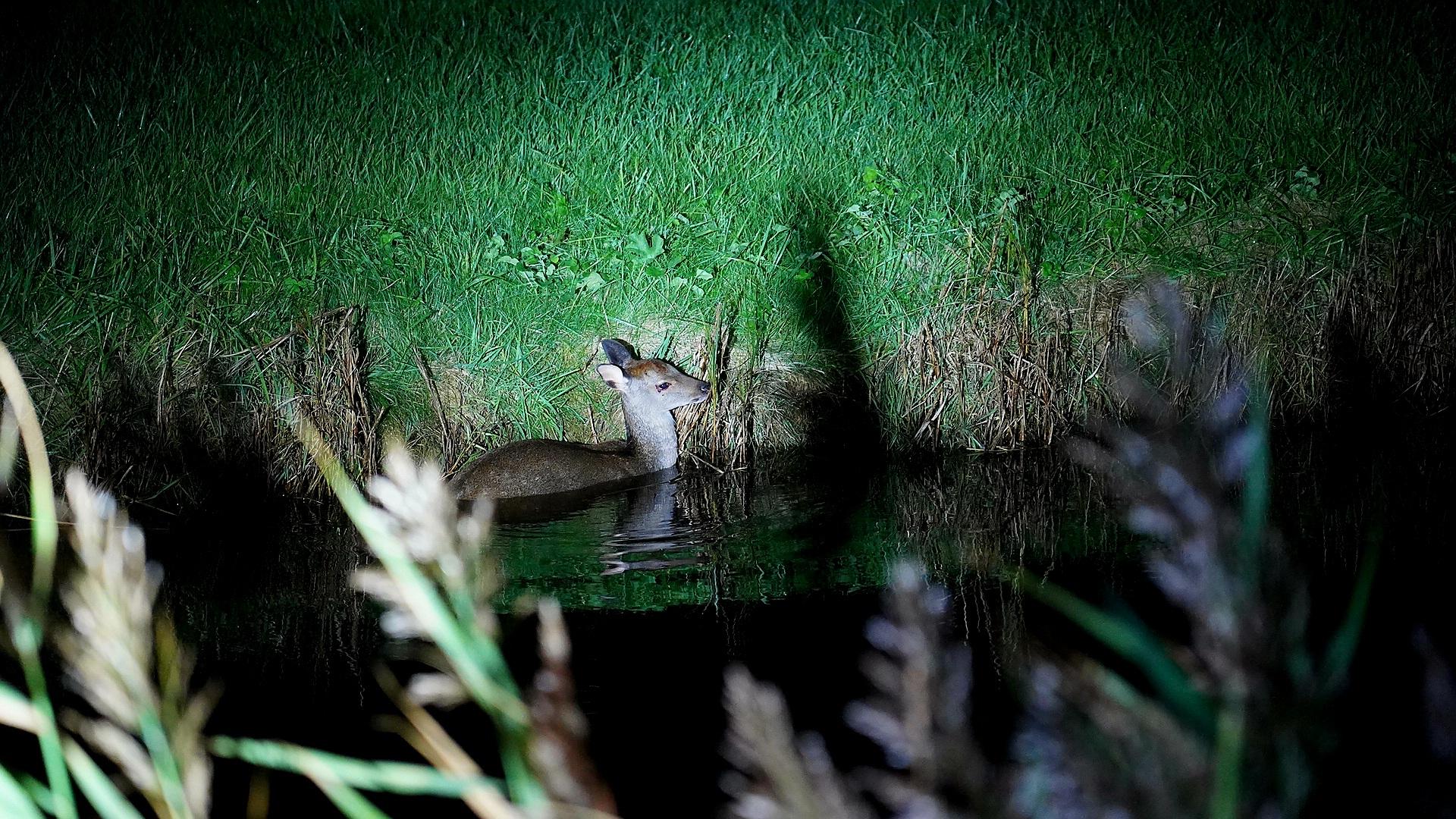 Een hert zwemt 's nachts in een waterlichaam, verlicht door een felle schijnwerper, met gras langs de oever.