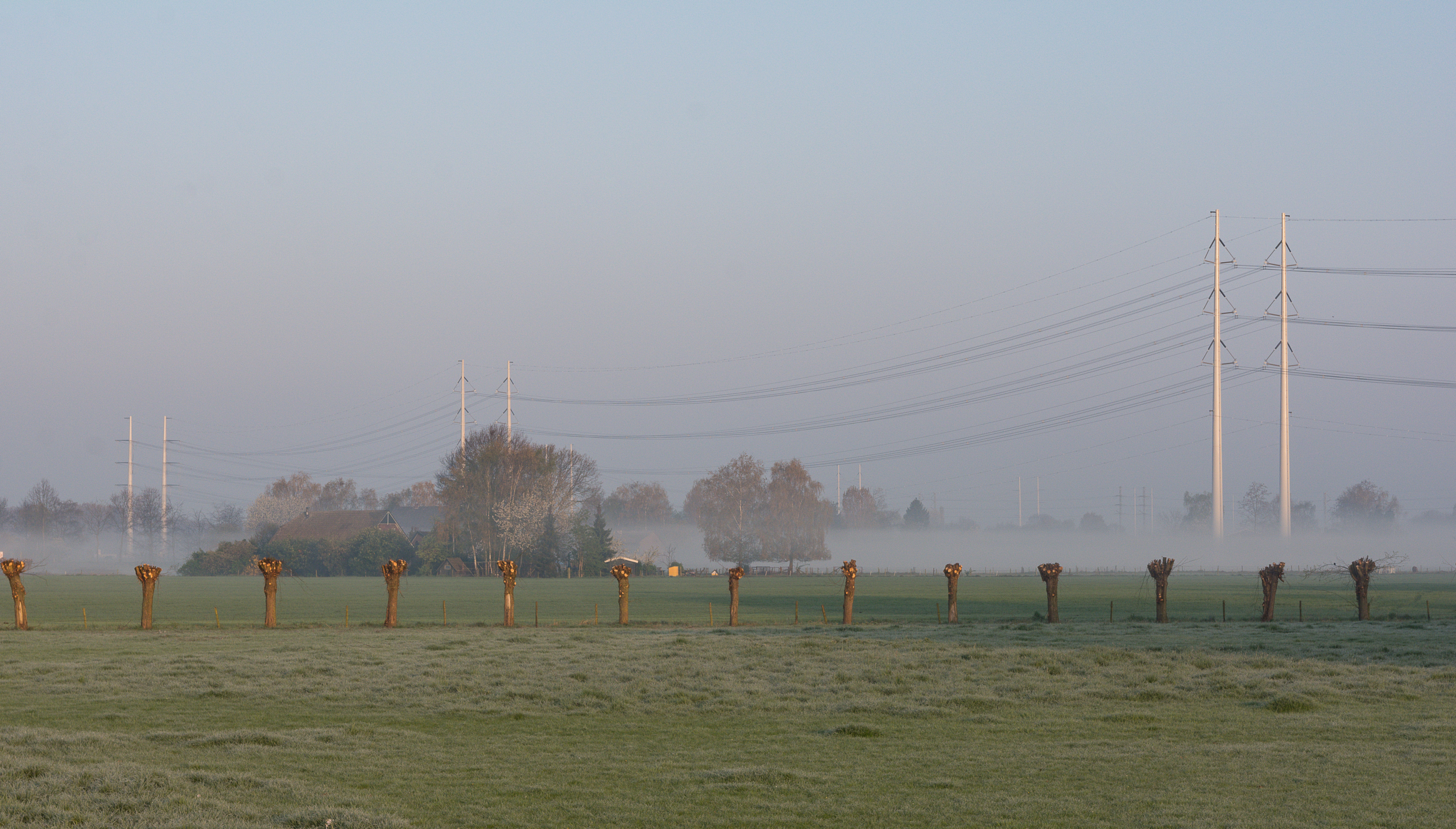 Elektriciteitspalen in een mistig landschap met geknotte bomen op de voorgrond.