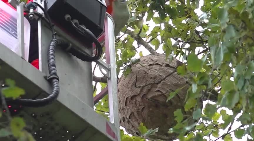 Een groot wespennest in de takken van een boom naast een ladderlift.