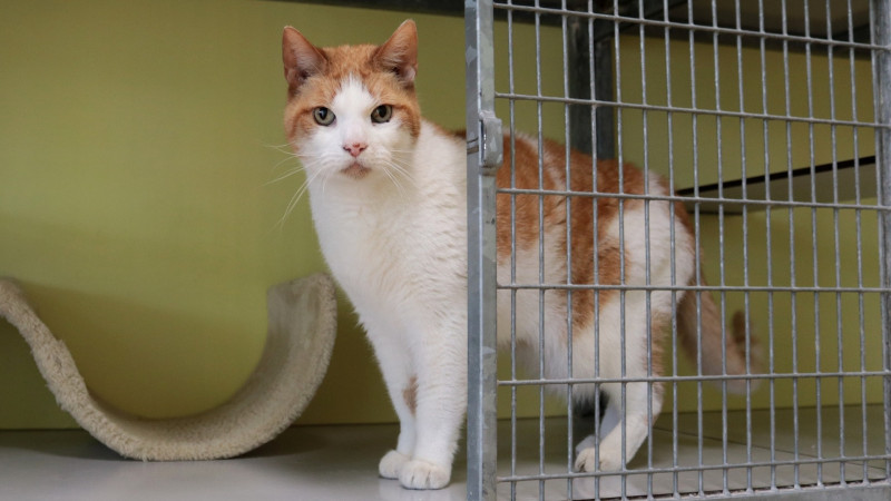 Oranje-witte kat staat gedeeltelijk in een kooi met open deur.