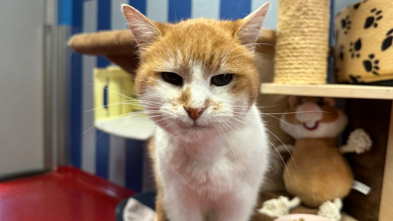 Een rood-witte kat voor een blauw gestreepte muur met speelgoed op de achtergrond.