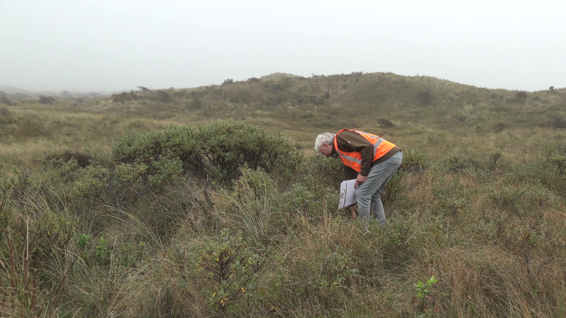 Persoon met een oranje veiligheidsvest onderzoekt vegetatie in een heuvelachtig graslandschap.