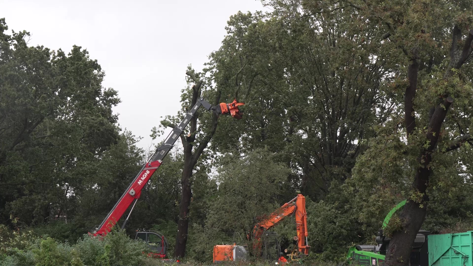 Machines zagen een boom om in een bosrijke omgeving.