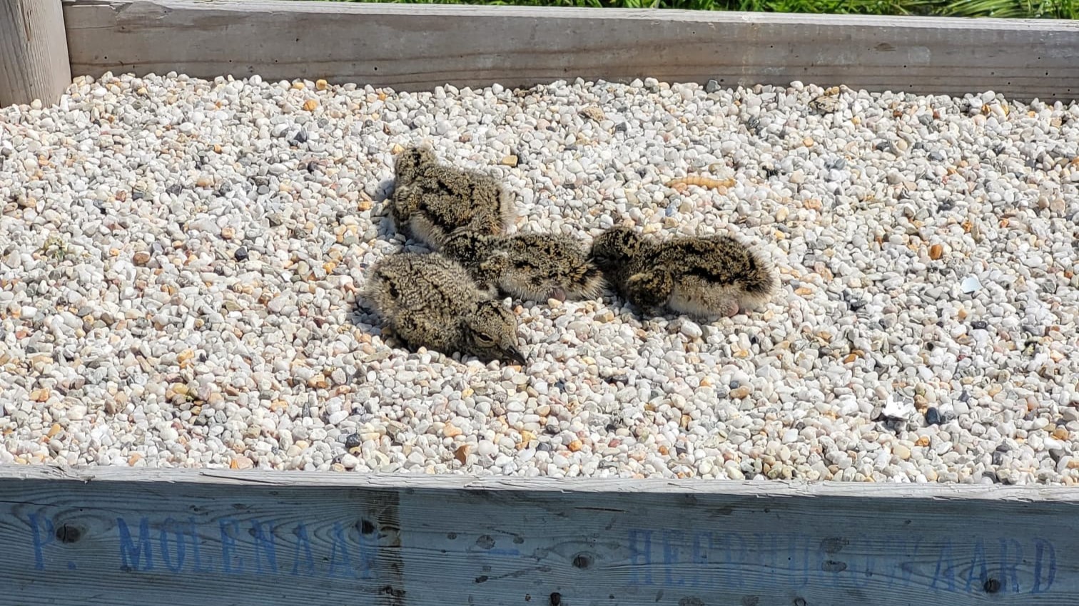 Vier jonge vogelkuikens rusten op een ondergrond van kleine kiezelstenen in een houten bak.