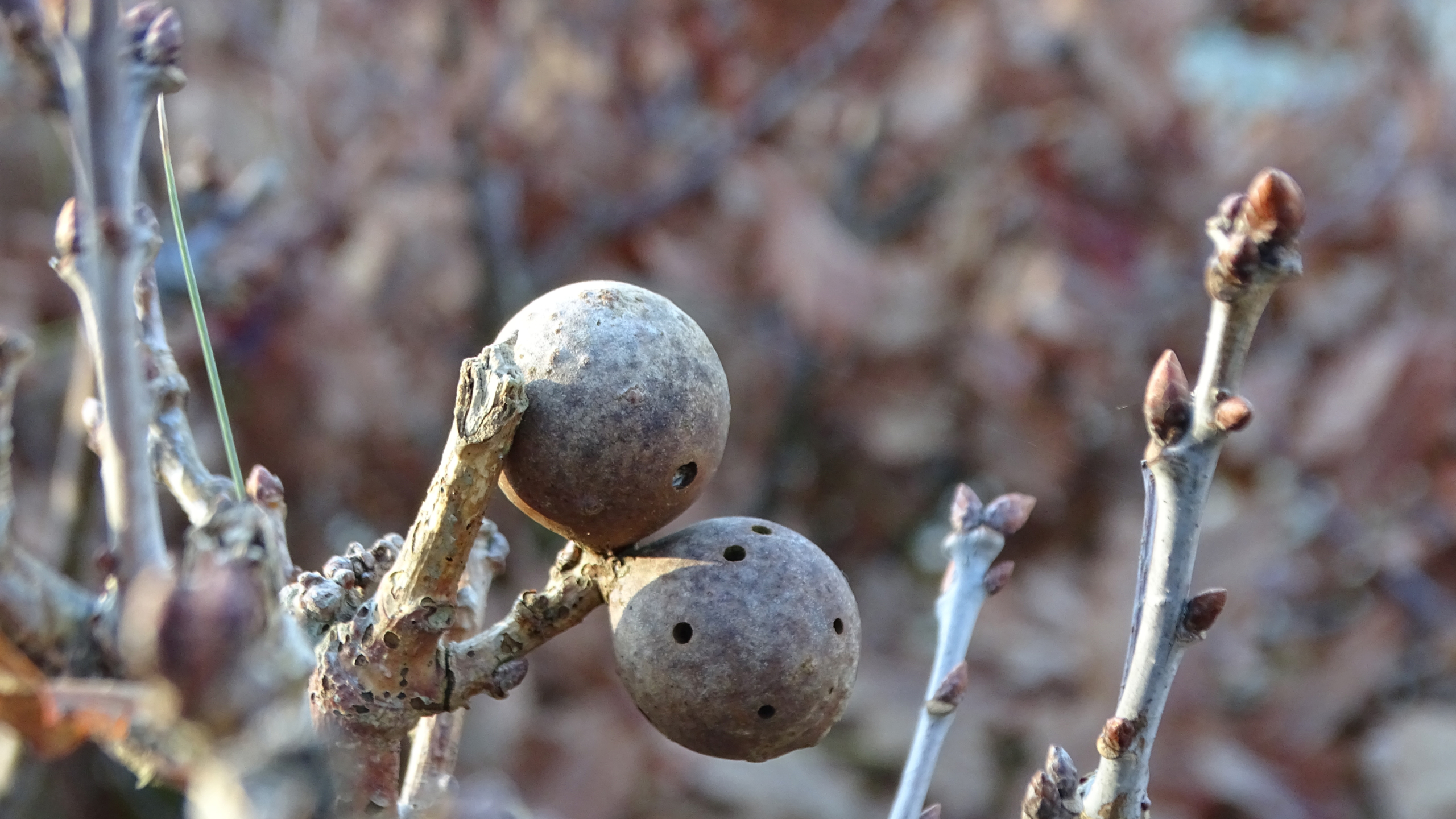 Twee galappels op takken met bruine achtergrond.