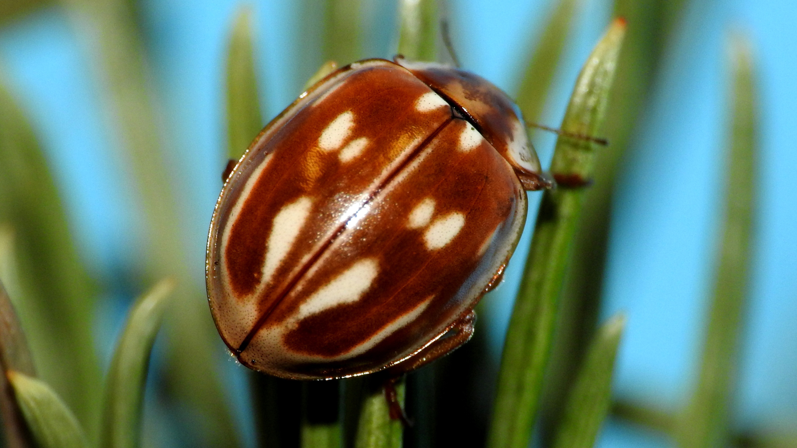 Close-up van een bruin kevertje met witte vlekken op een groene plant.