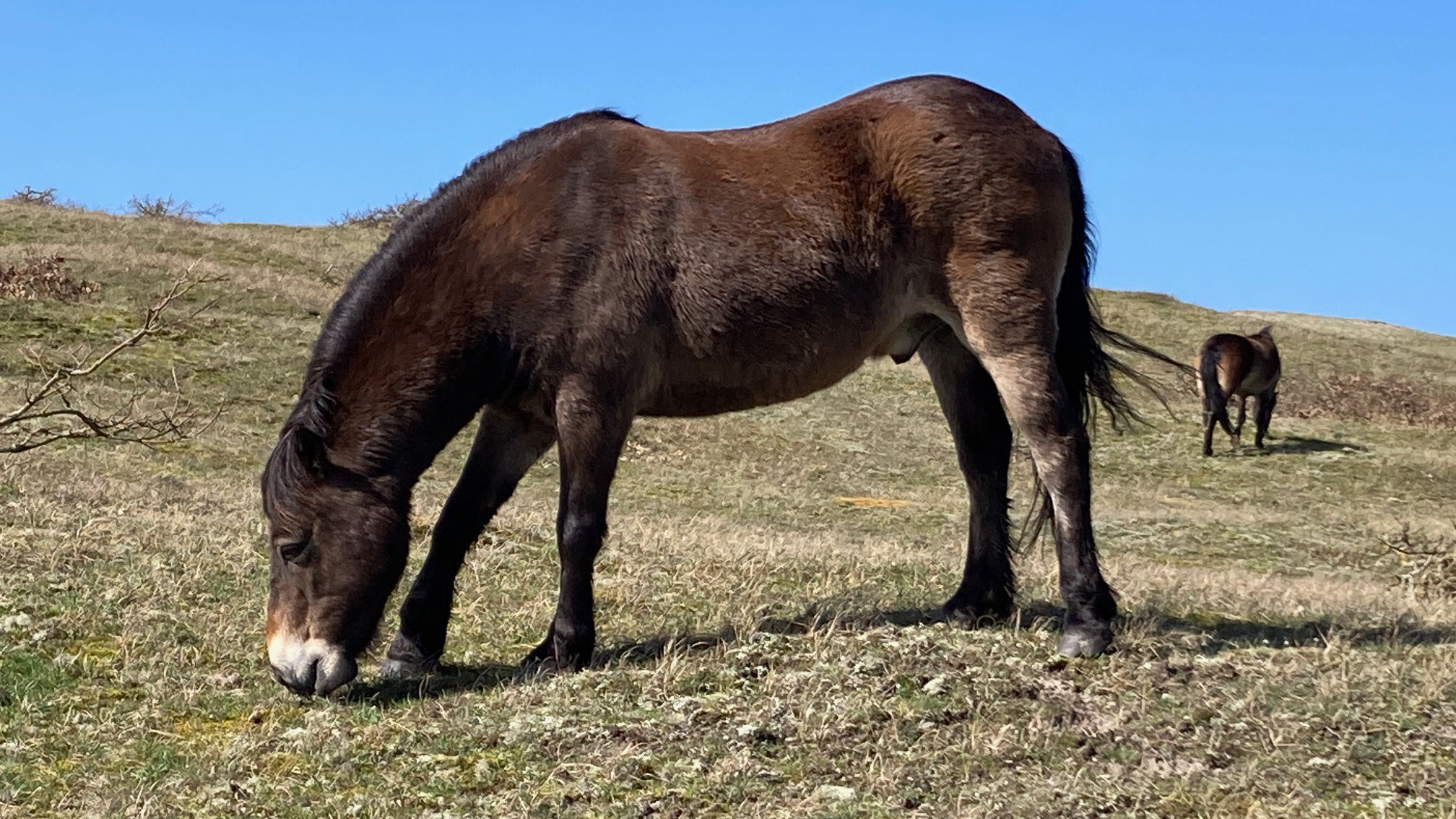 Paarden grazen op een grasheuvel onder een blauwe hemel.