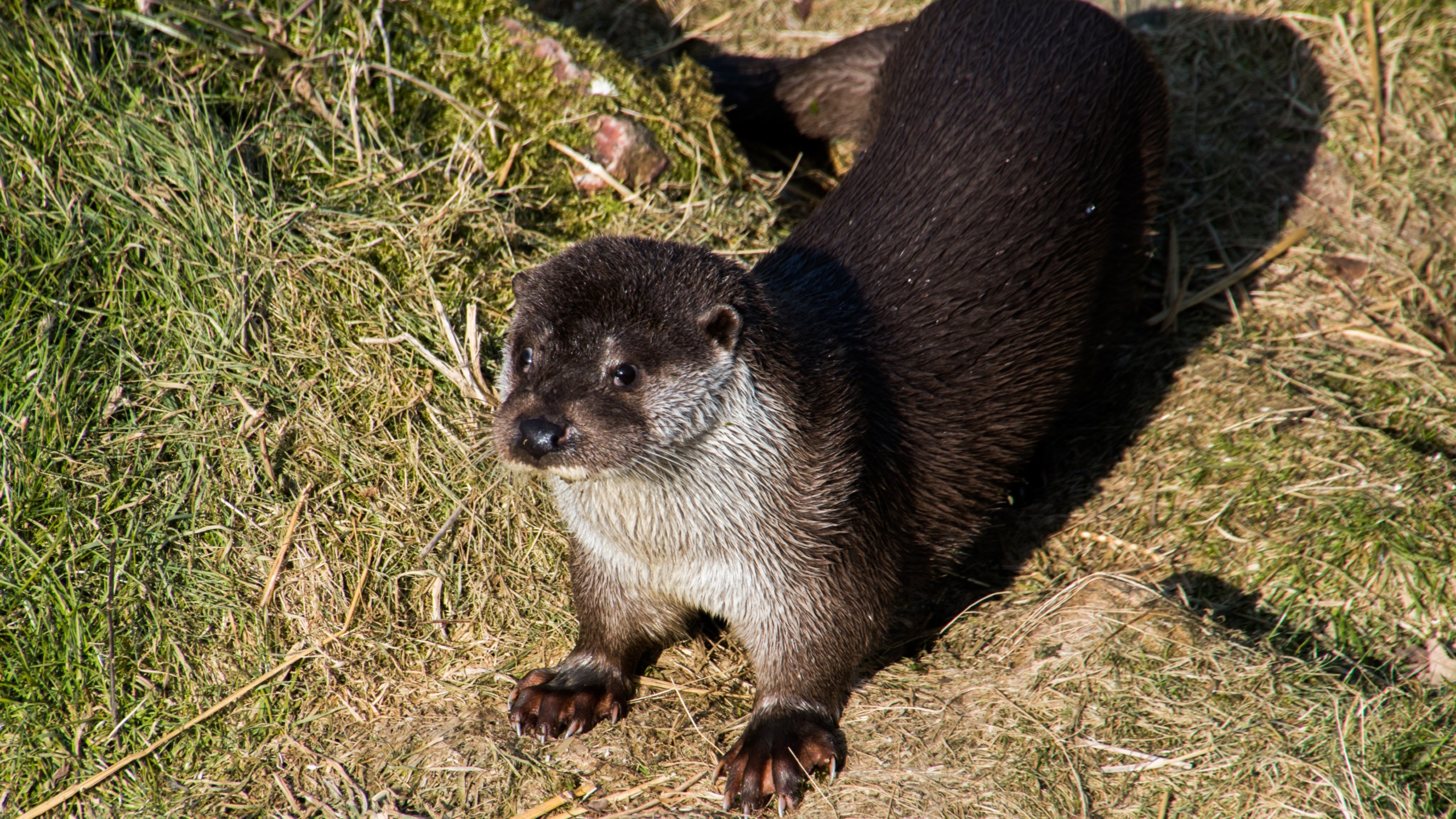 Otter op gras in zonlicht.