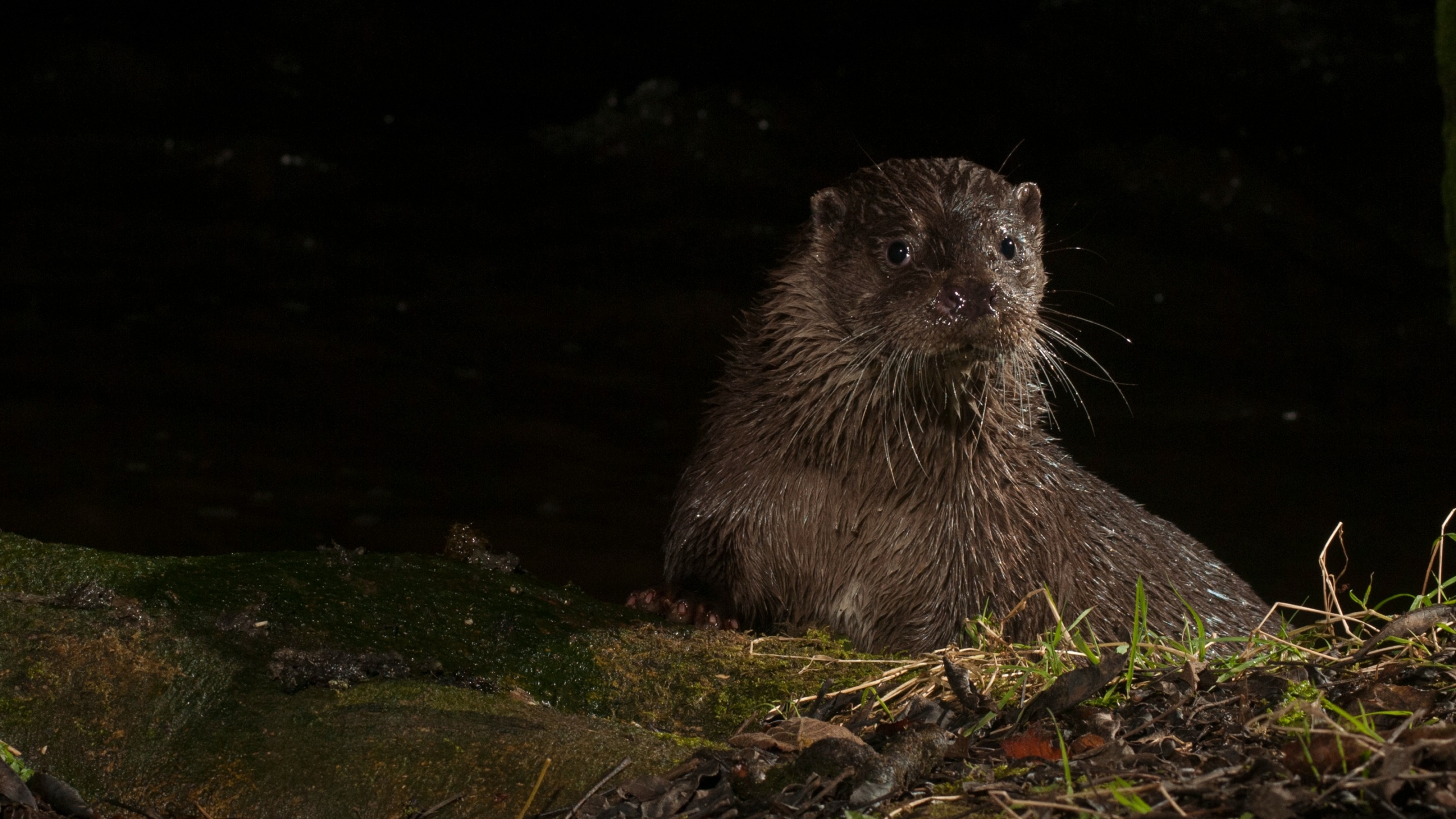 Een otter in het donker, zittend op een met mos bedekt oppervlak naast gras en bladeren. Europese otter