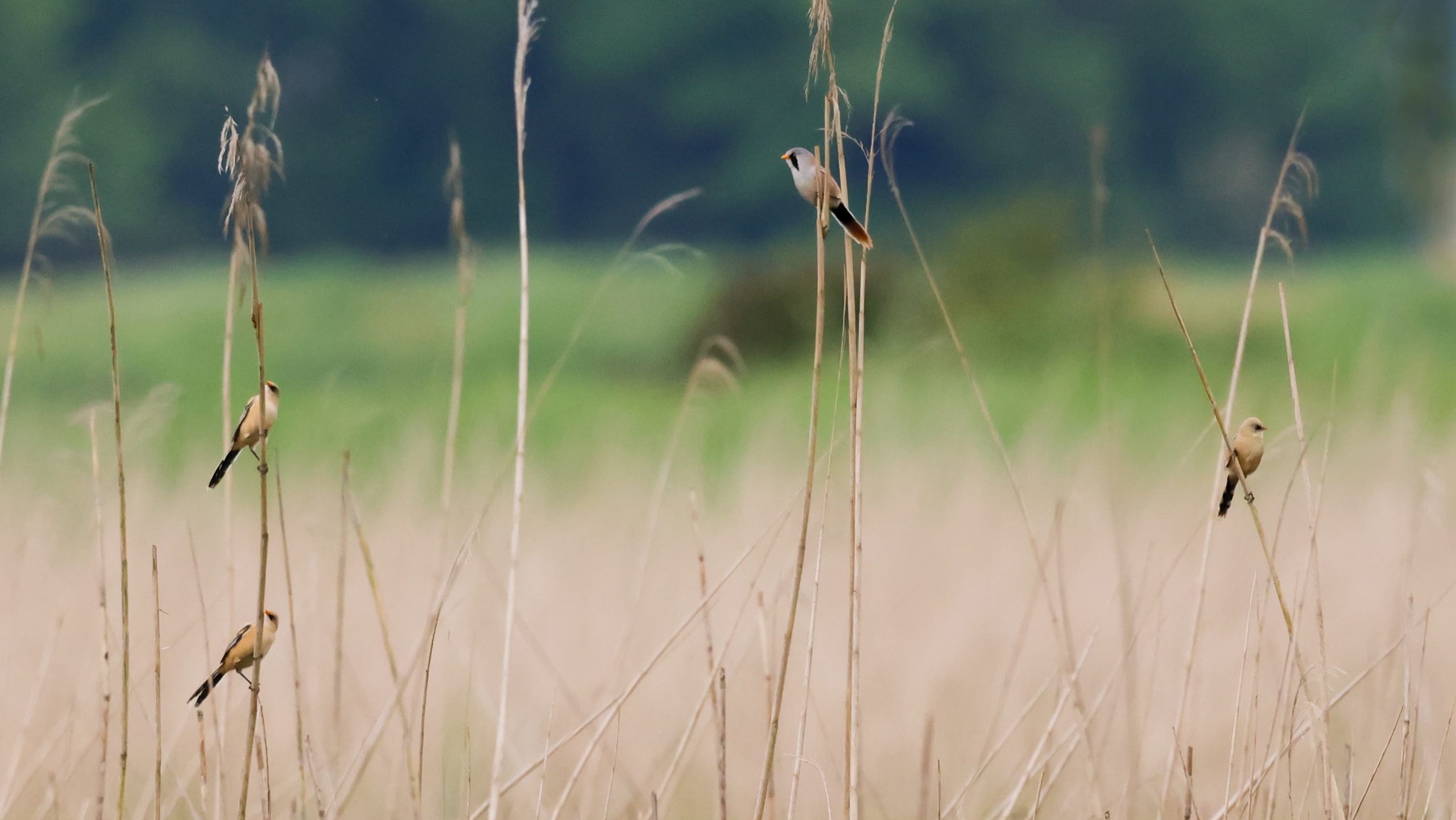 Vier baardmannen zitten verspreid op rietstengels in een uitgestrekt rietveld met een groene achtergrond.