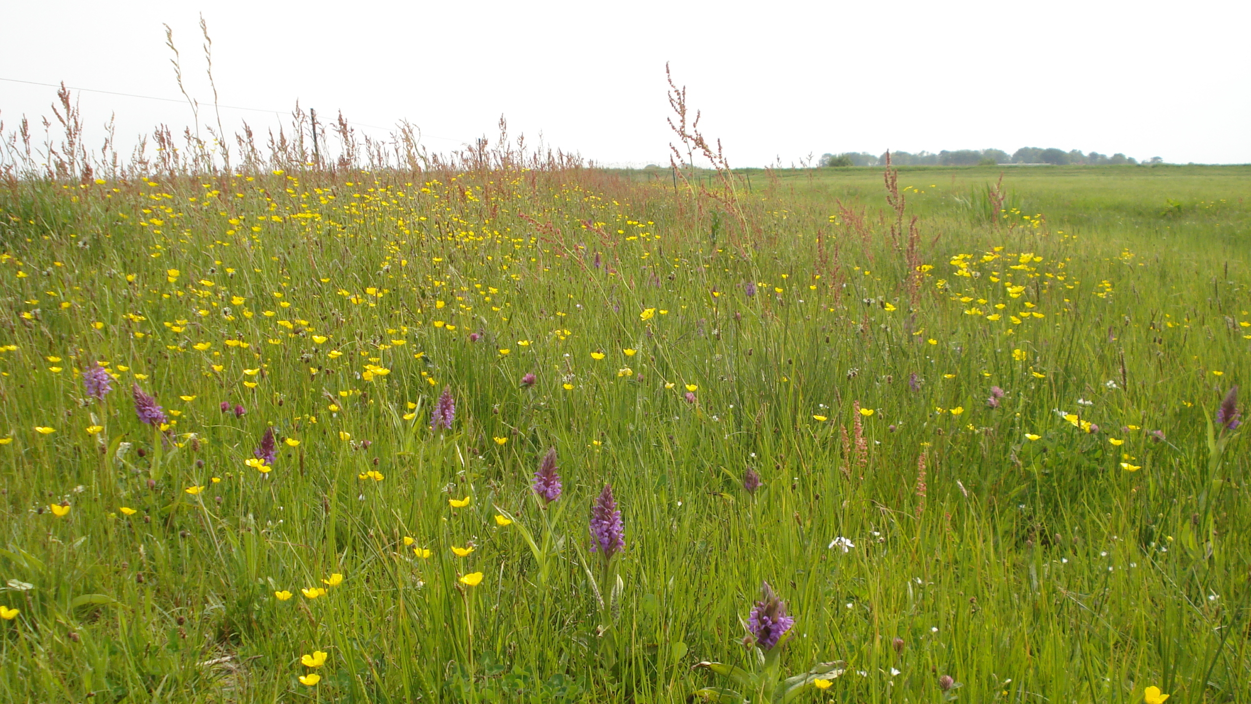 Een weide vol met geelbloeiende boterbloemen en paarse orchideeën tegen een achtergrond van grasvelden onder een bewolkte hemel.