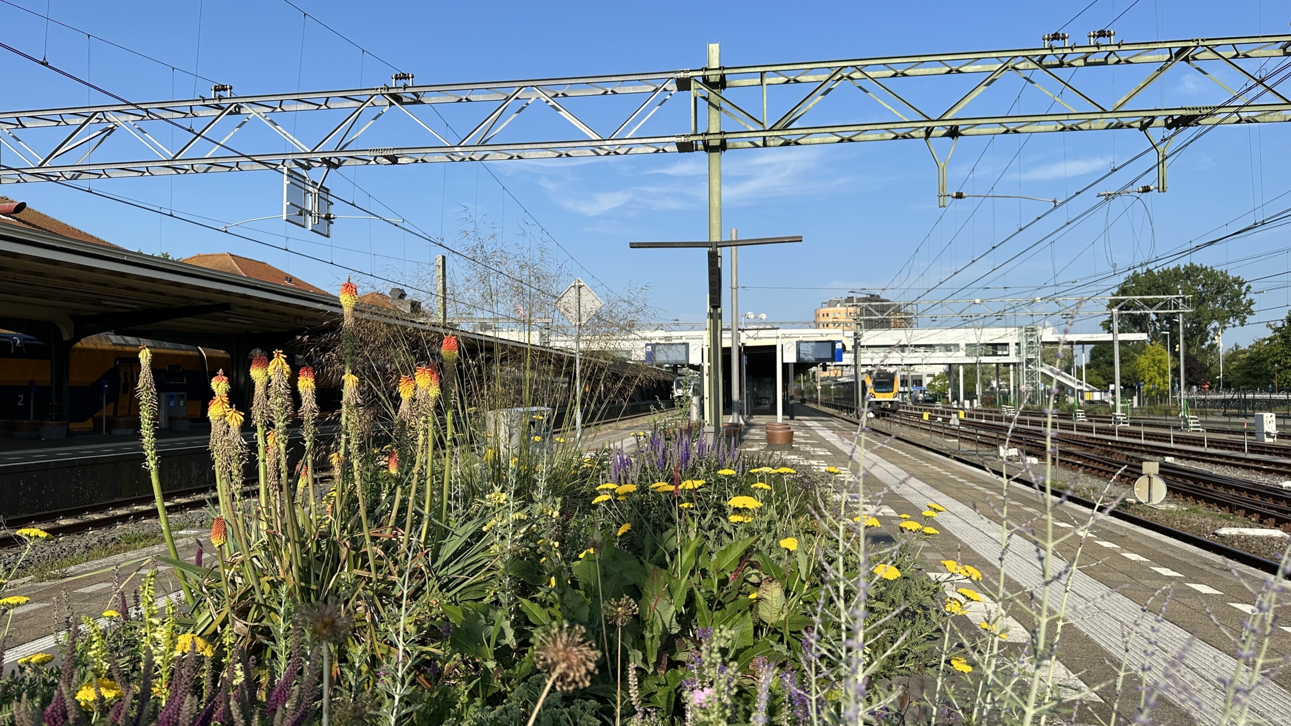 Bloemen en planten op een perron van een treinstation, met sporen, bovenleidingen, en een deel van het stationsgebouw zichtbaar.