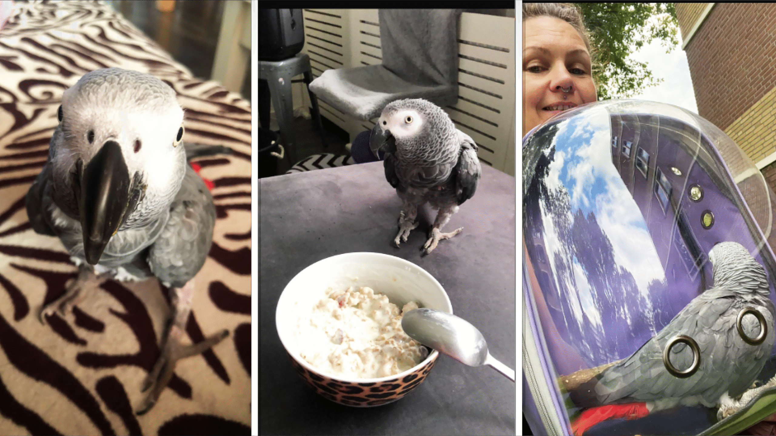 Drie foto's van een grijze papegaai: links kijkt de vogel recht in de camera op een patroon van zwarte en witte lijnen; in het midden staat de papegaai op een tafel naast een kom met ontbijtgranen; rechts zit de papegaai in een draagtas met een kijkvenster, naast een vrouw die glimlacht.