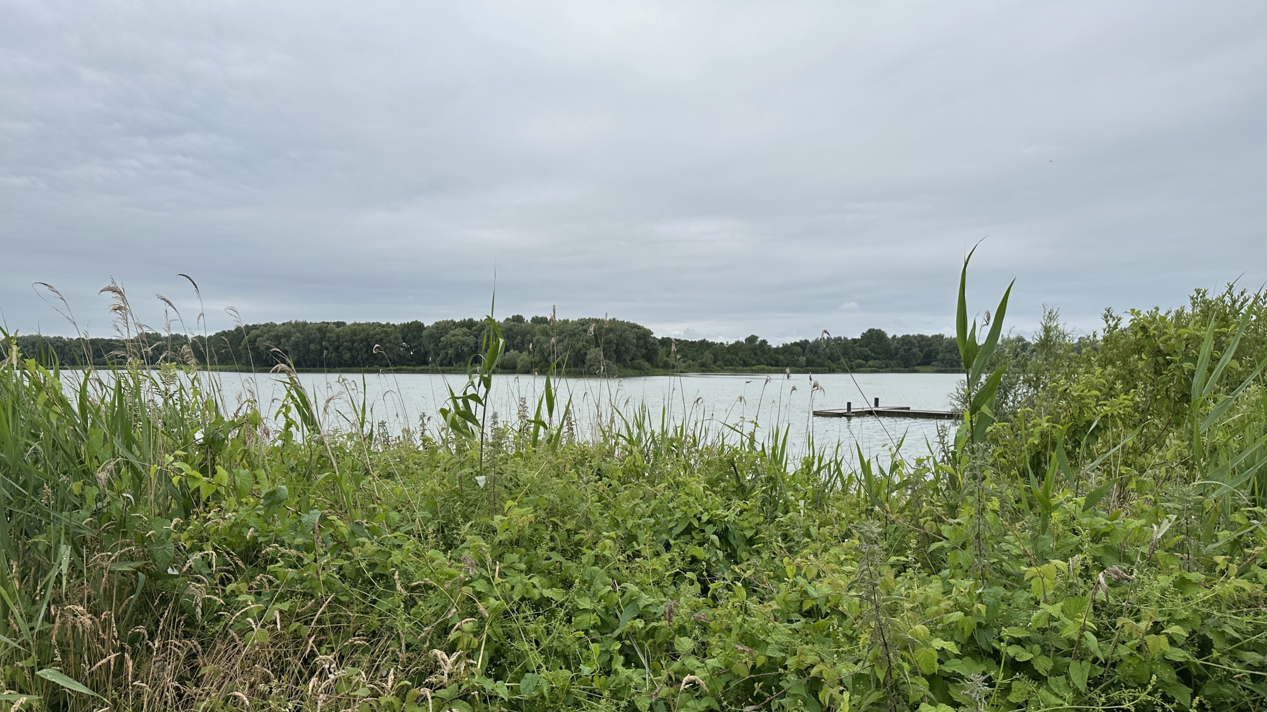 Uitzicht op een meer met bos op de achtergrond, omgeven door wilde vegetatie en riet in de voorgrond op een bewolkte dag.