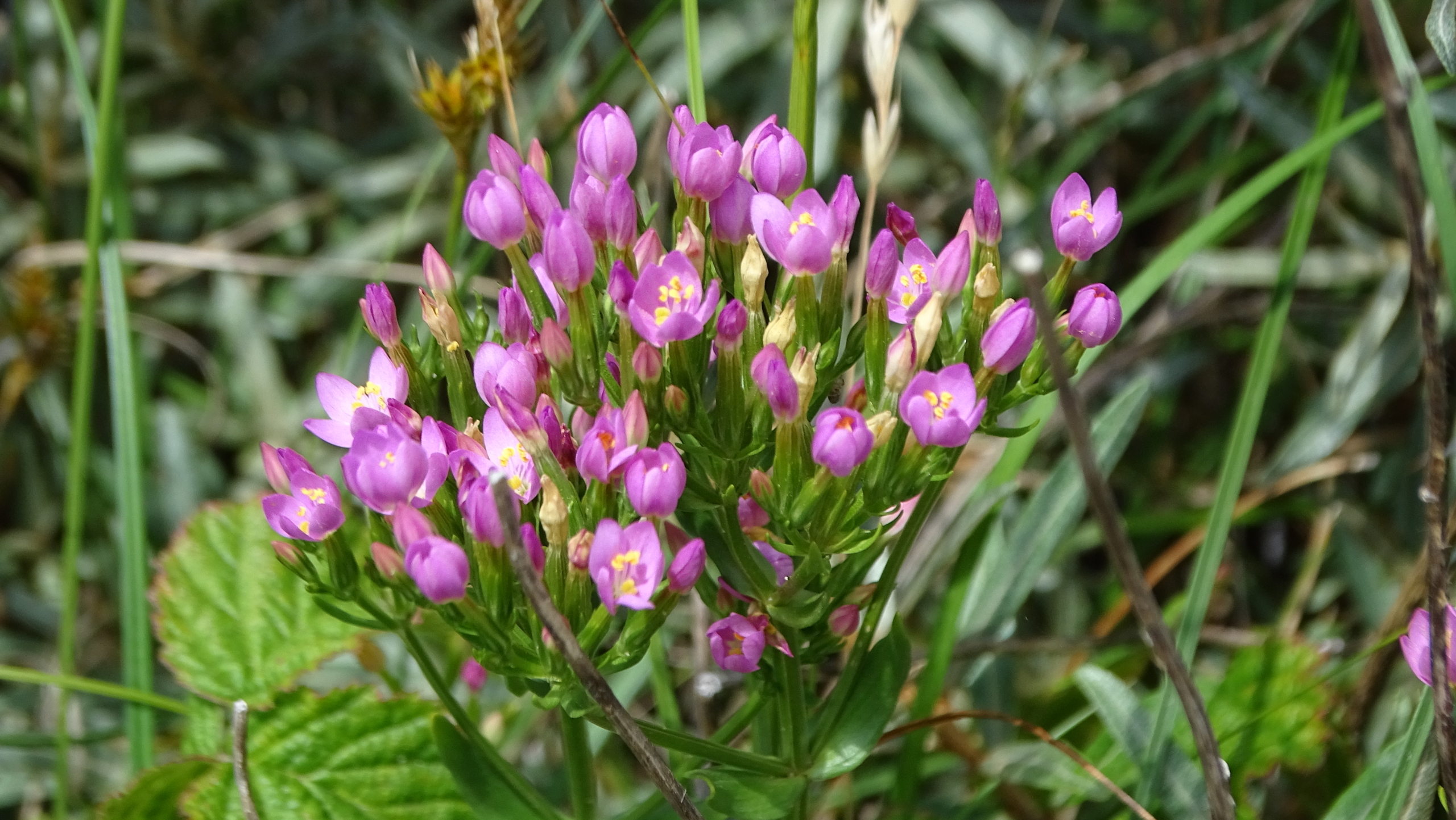 Felroze bloemen met gele meeldraden in het midden, omringd door groene bladeren en gras, in een natuurlijke omgeving.