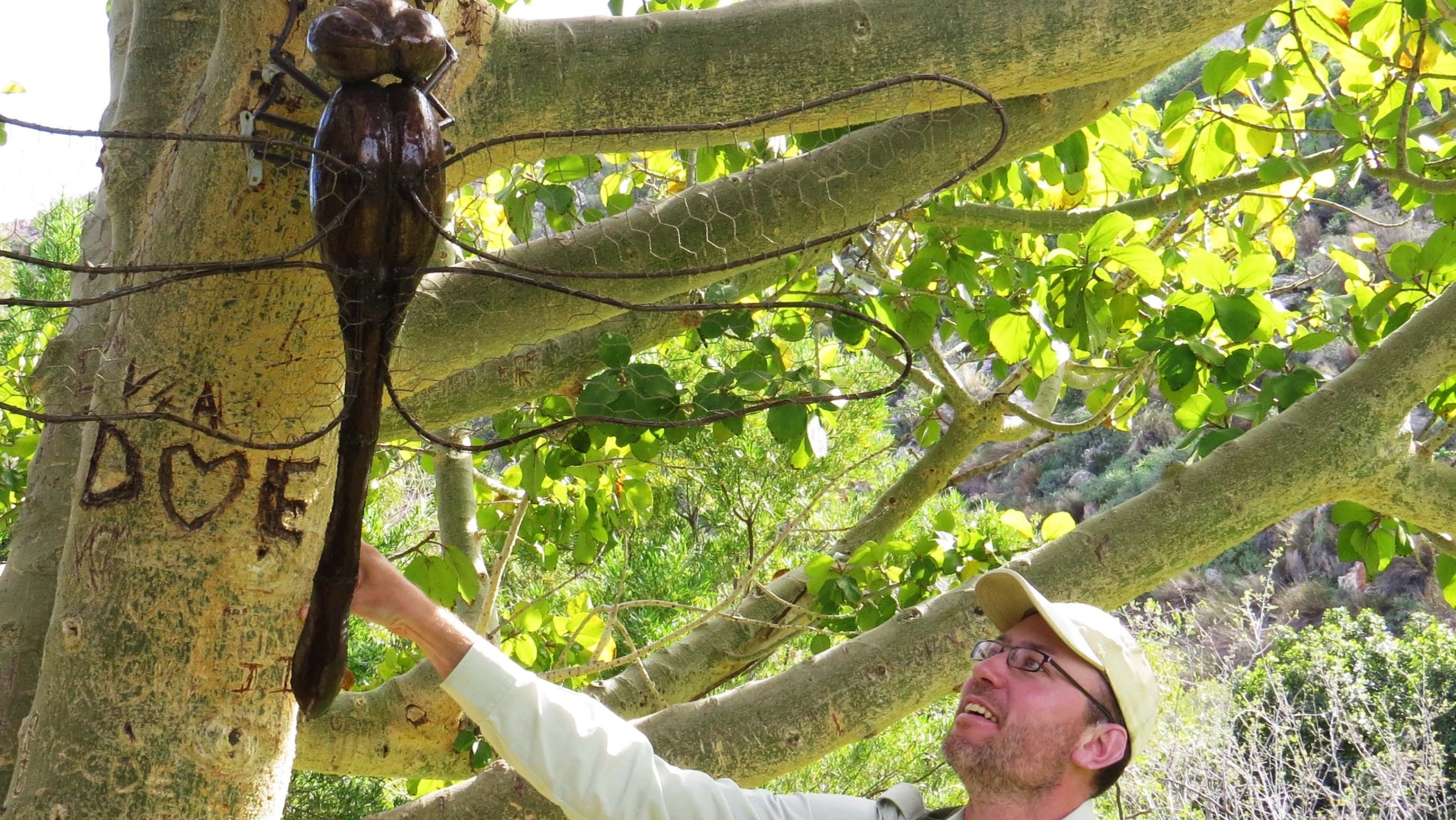 Man wearing a hat and glasses, reaching up to touch a large dragonfly sculpture attached to a tree trunk, surrounded by lush green foliage.