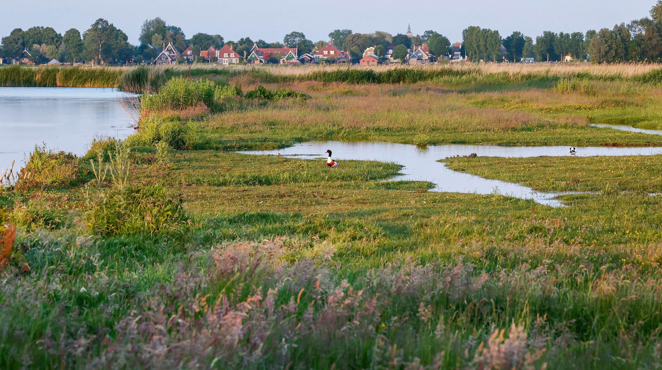 Een weids landschap met groene velden, een kleine waterstroom en verderop een rij huizen; een eend zit op het gras bij het water.
