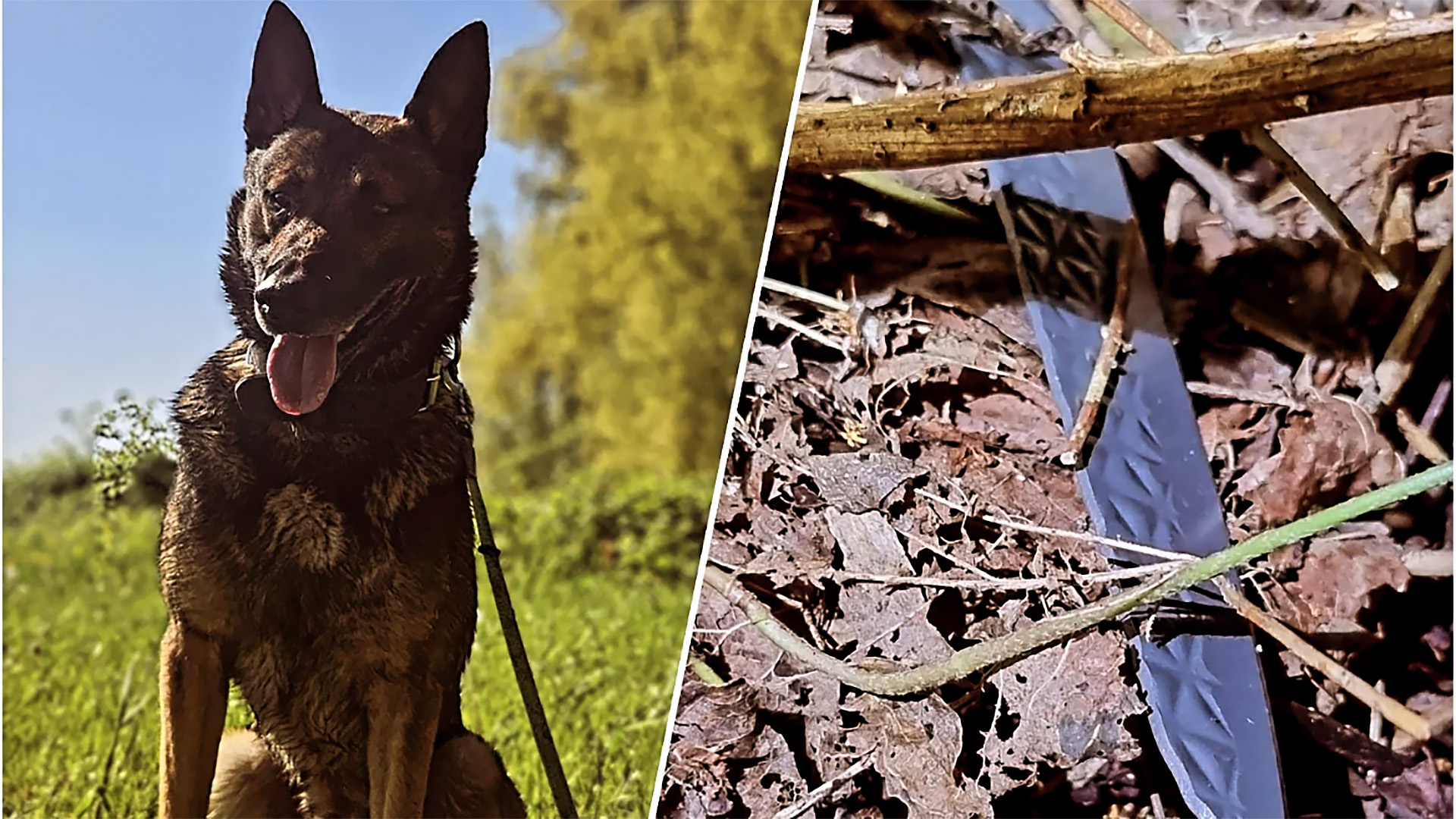 Een afbeelding in twee delen: links een hond die buiten in een groen grasveld zit met een blauwe hemel op de achtergrond, rechts een close-up van de grond met herfstbladeren en een verborgen mes tussen de takken en bladeren.