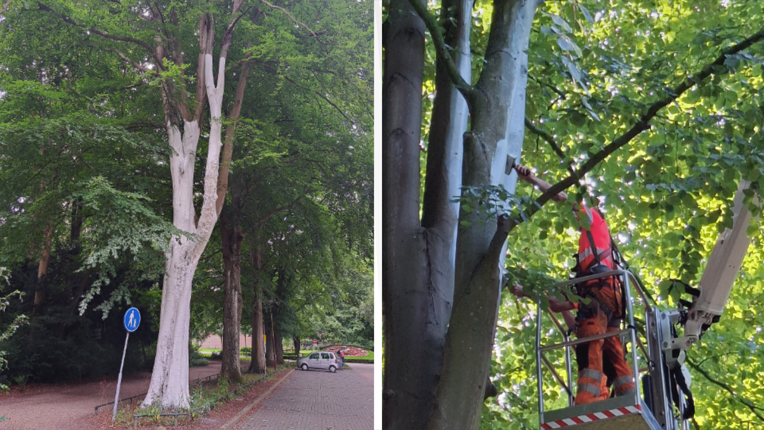 Aan de linkerkant een hoge boom langs een trottoir, met een stam die wit geverfd is en groene bladeren erboven; aan de rechterkant staat een man in veiligheidskleding in een hoogwerker bij de takken van een boom, terwijl hij onderhoudswerkzaamheden uitvoert tussen de bladeren.