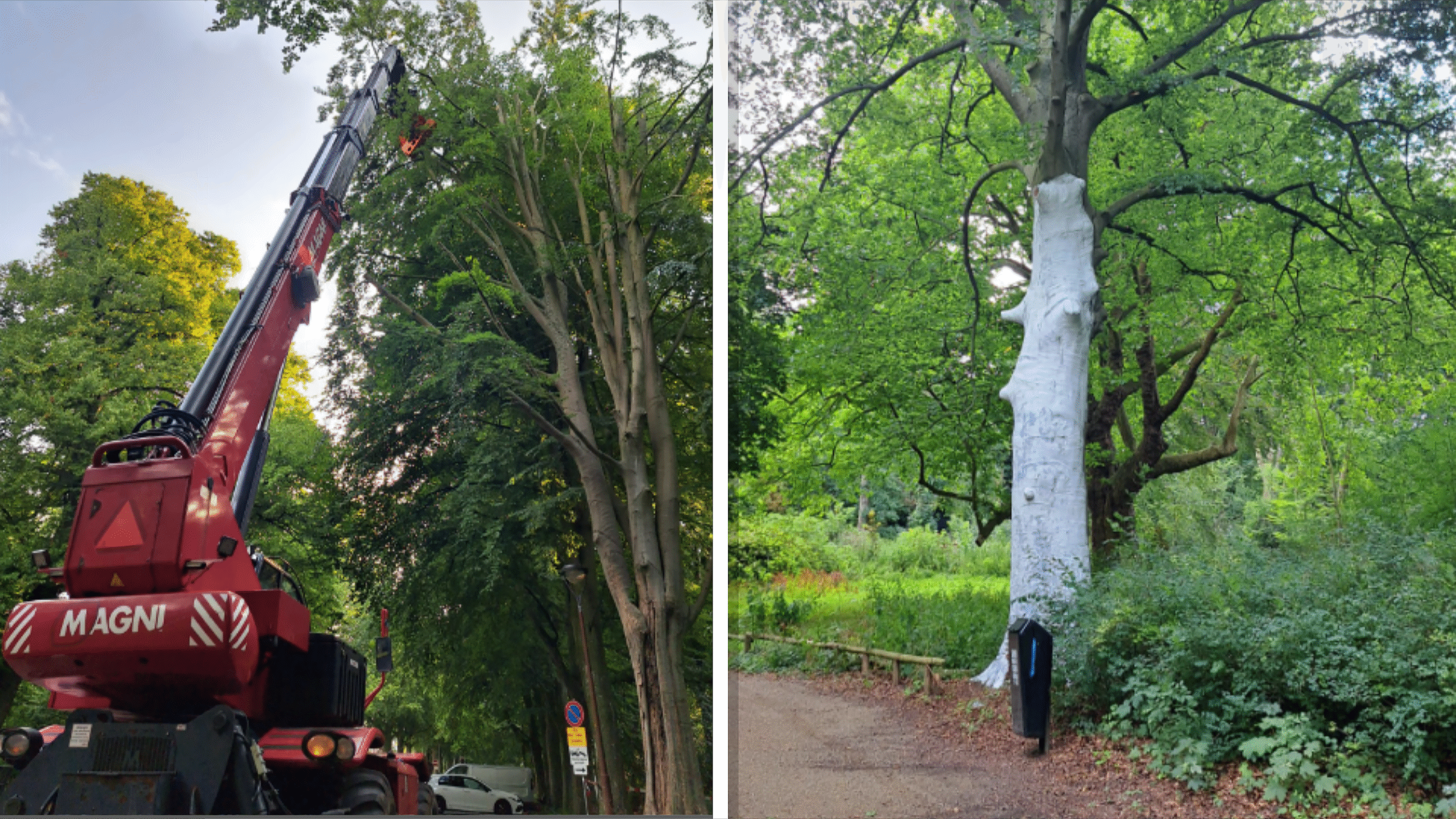 Twee afbeeldingen: links een rode kraanwagen bezig met het snoeien van een hoge boom in een park; rechts een boom met een witte stam tegen een groene achtergrond van bladeren.