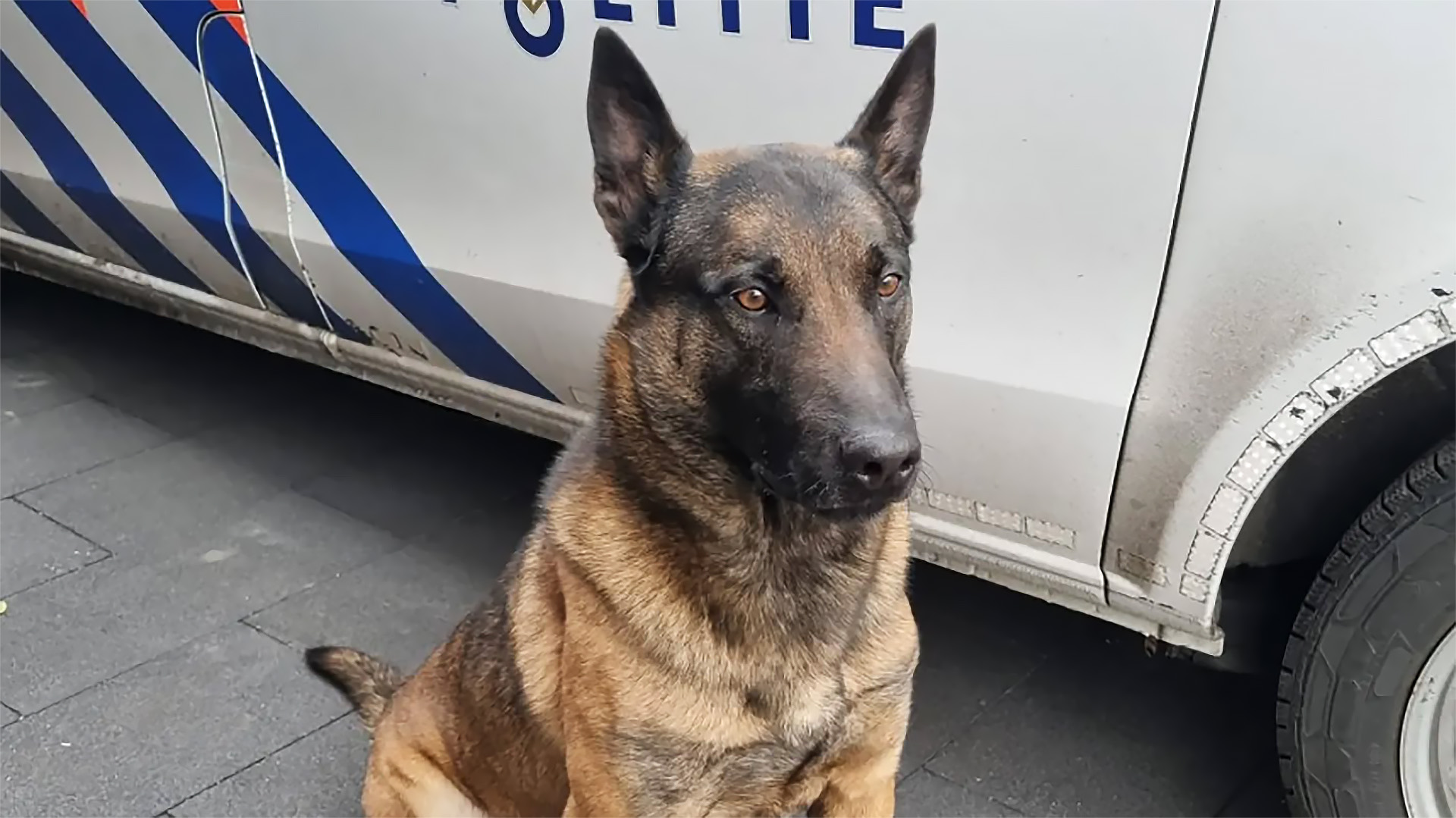 Een politiehond zit voor een politievoertuig met blauwe en rode strepen op een grijze bestrating.