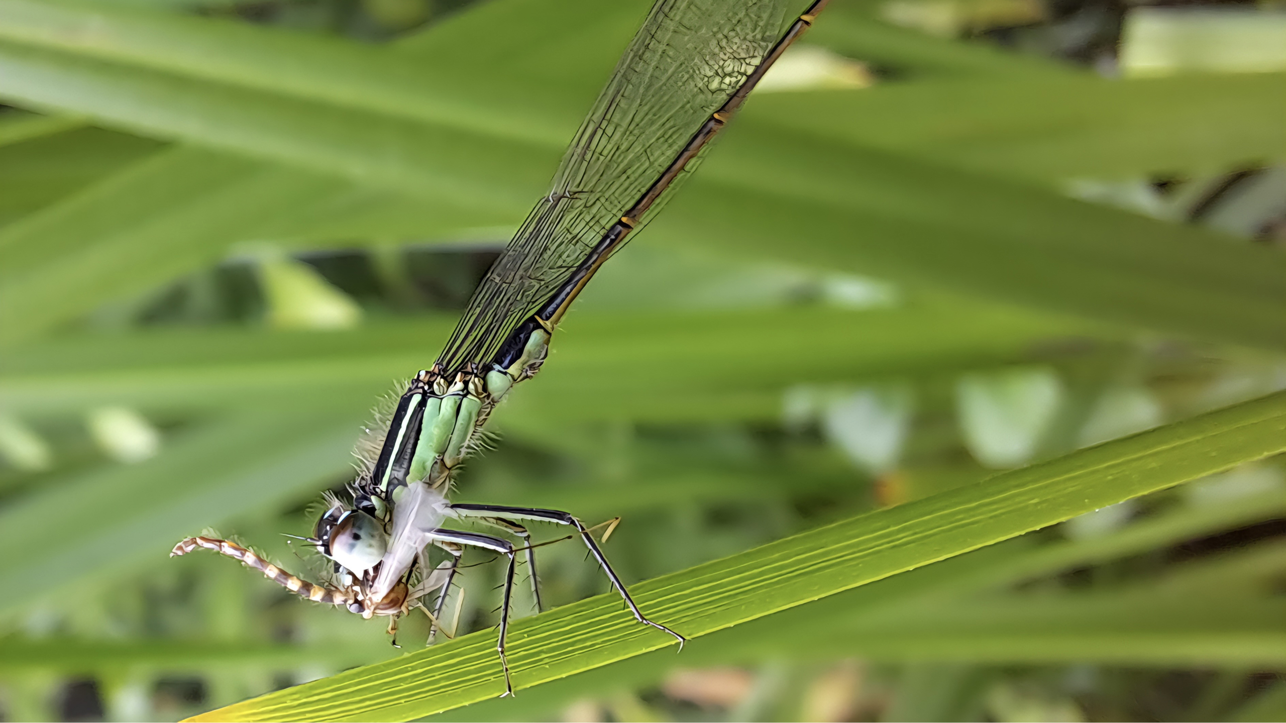 Een libel zit op een groen blad terwijl het een insect vasthoudt met zijn poten; de achtergrond bestaat uit onscherp groen gebladerte.