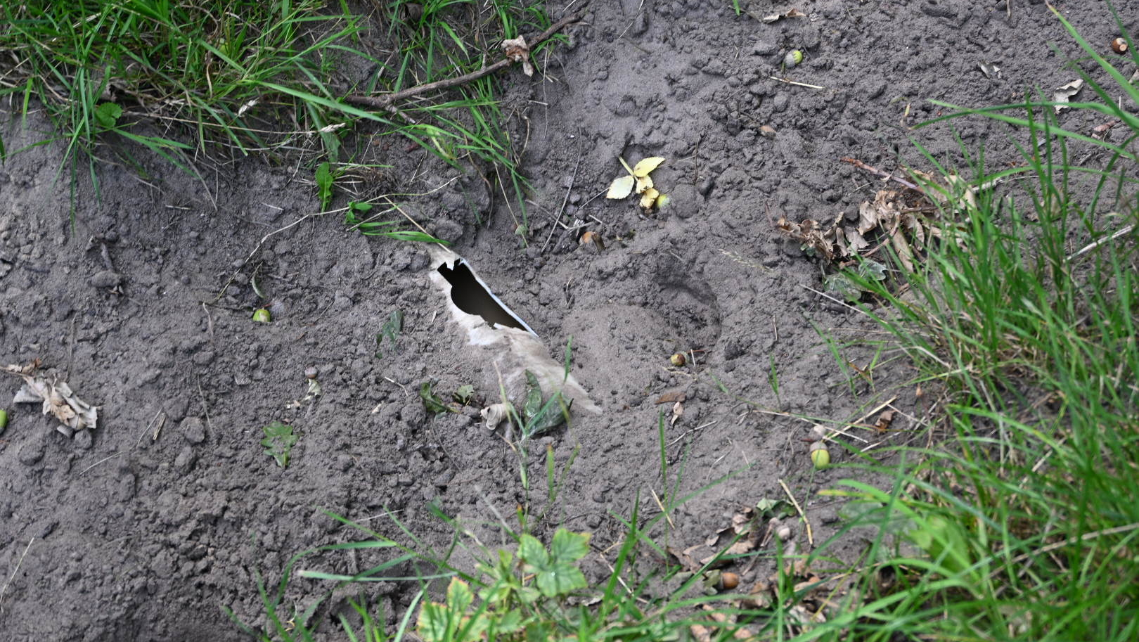 Een gat in de grond omringd door gras en aarde, met enkele gevallen bladeren en kleine takjes eromheen.