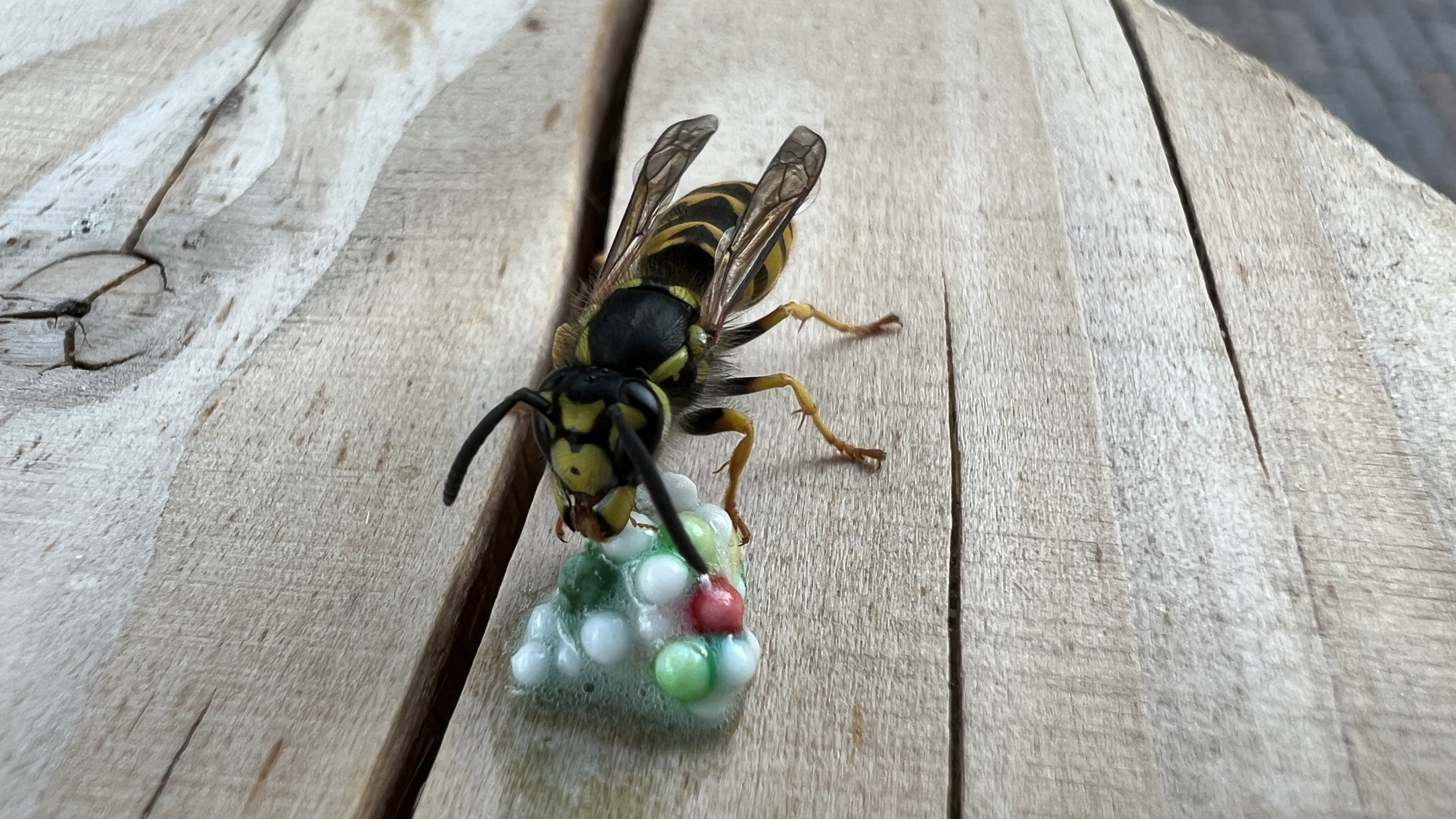 Een wesp op een houten oppervlak eet van een kleine hoop gekleurde schuimbellen.