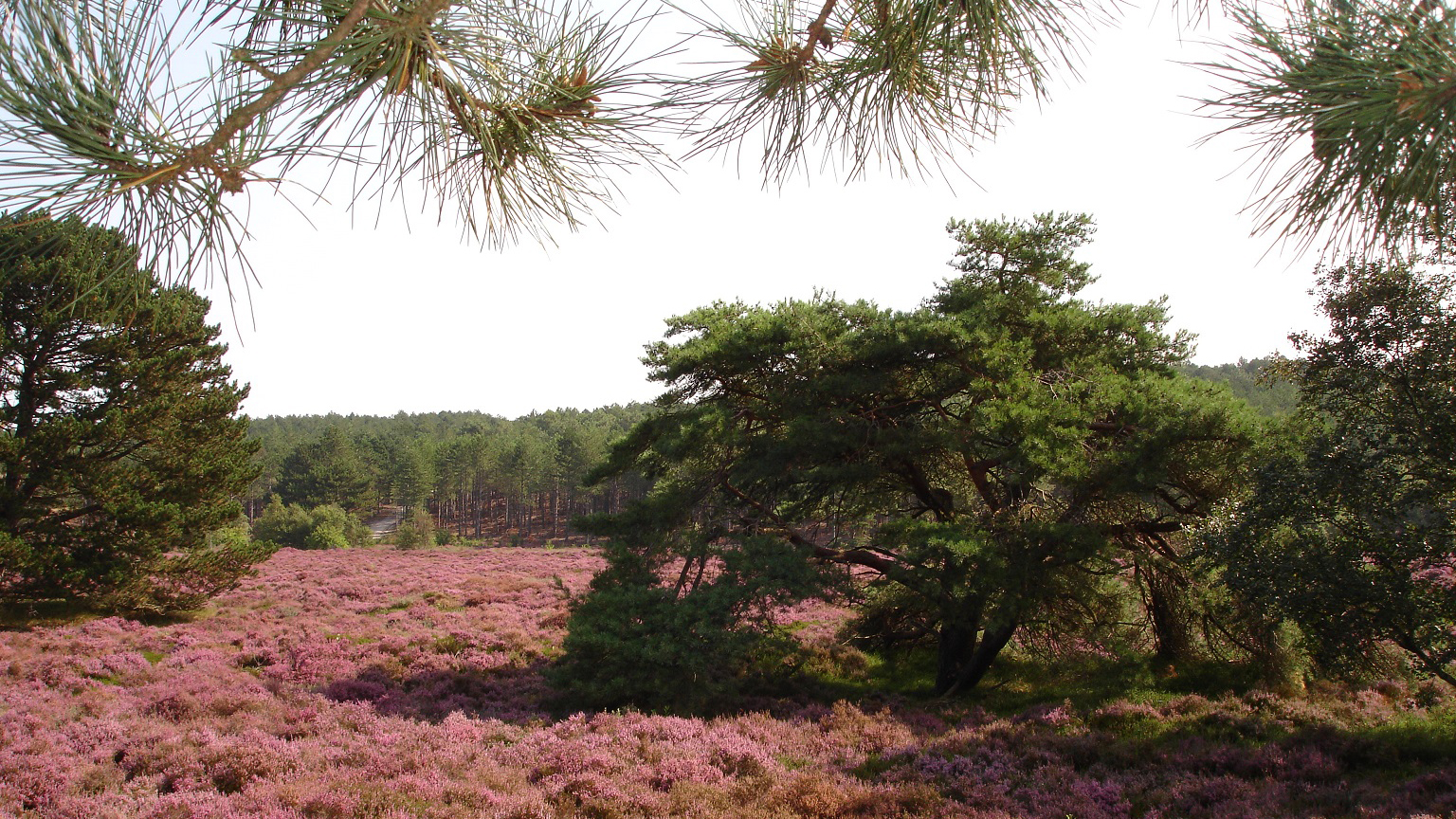 Een landschap met paarse heidevelden, omringd door groene dennenbomen onder een blauwe lucht.