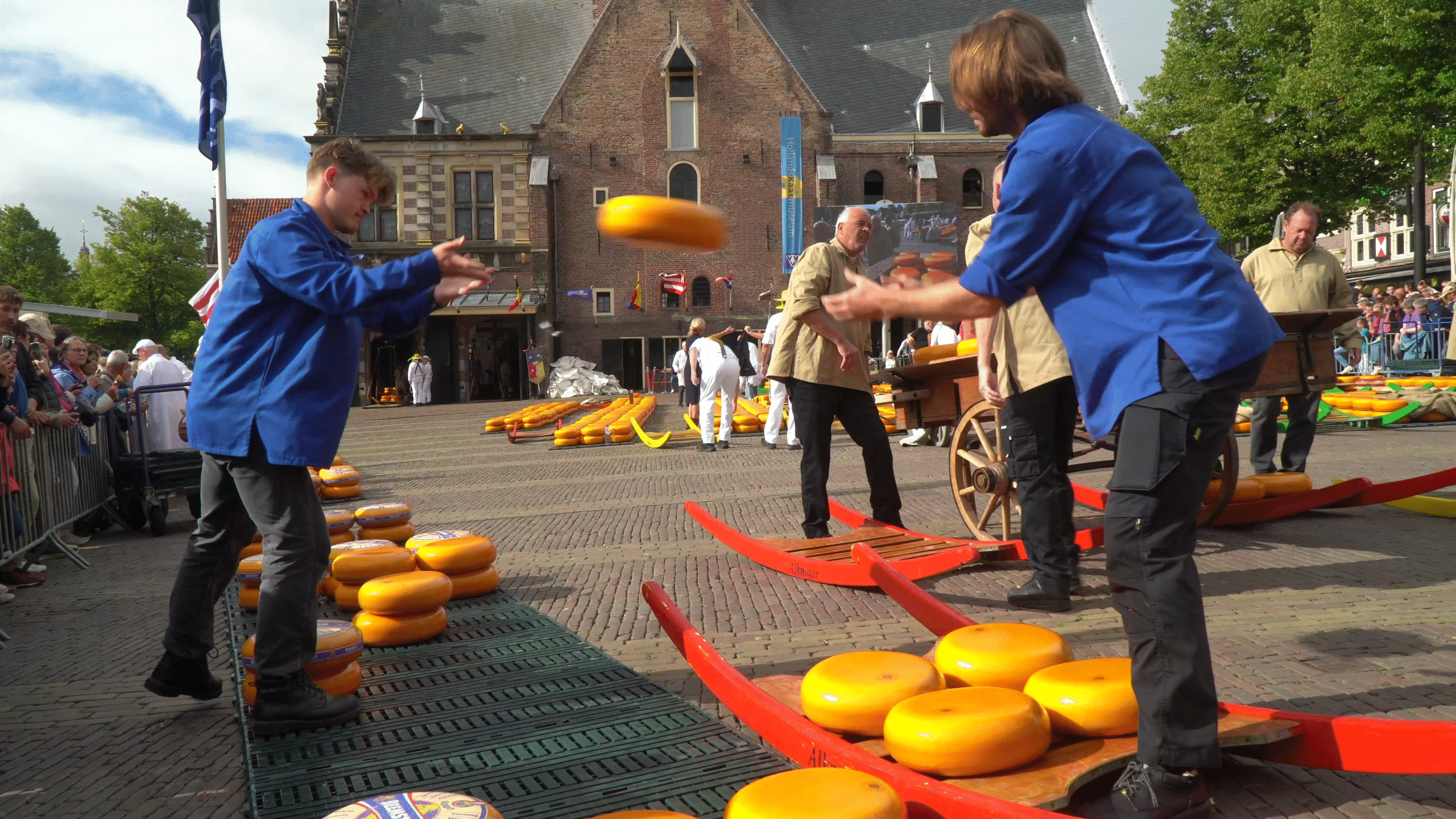 Mensen in blauwe jassen gooien grote ronde kazen naar elkaar op een plein tijdens een kaasmarkt, met een historisch gebouw op de achtergrond en toeschouwers langs de zijkant.
