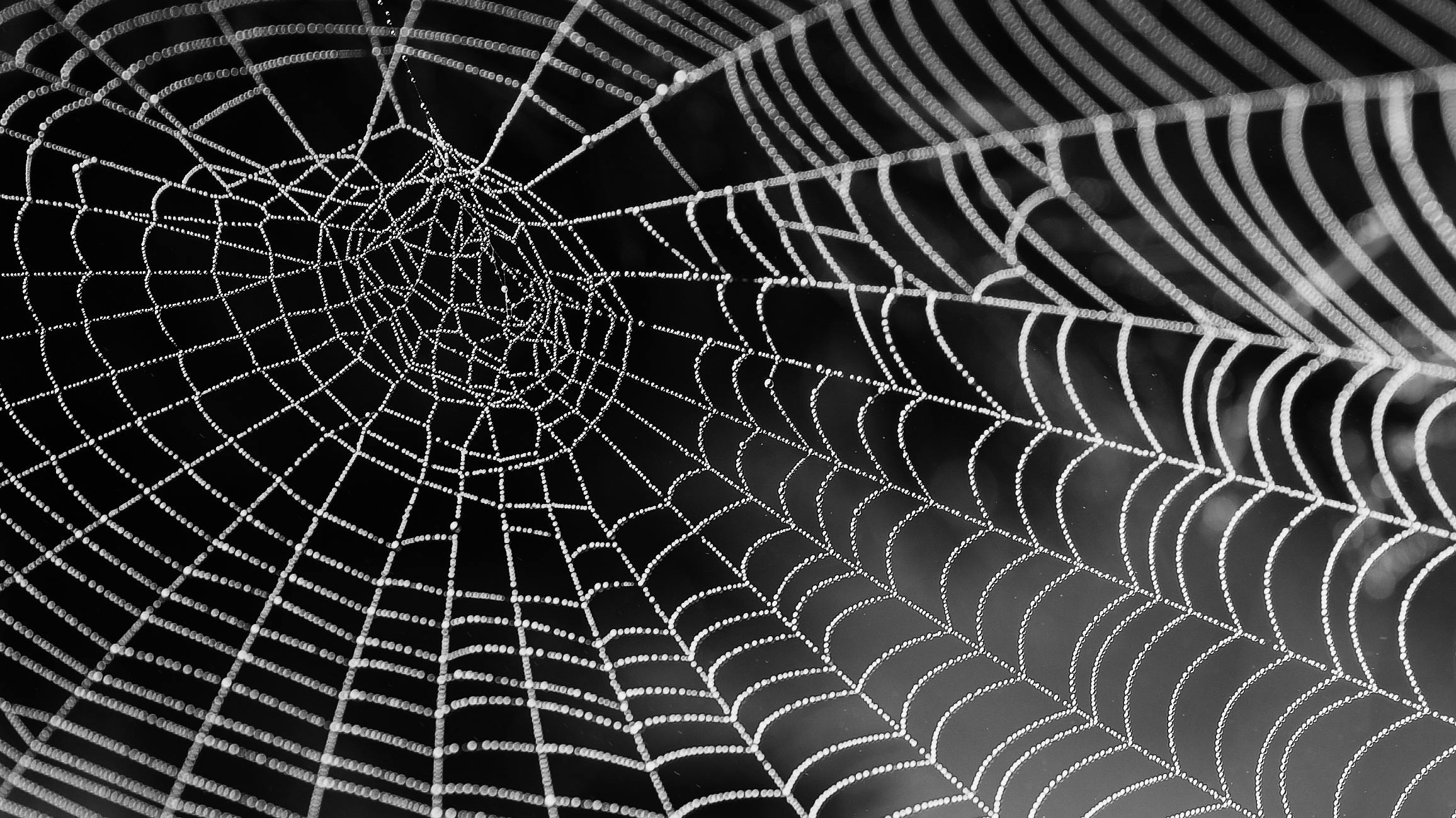 Zwart-wit foto van een spinnenweb bedekt met dauwdruppels tegen een donkere achtergrond.