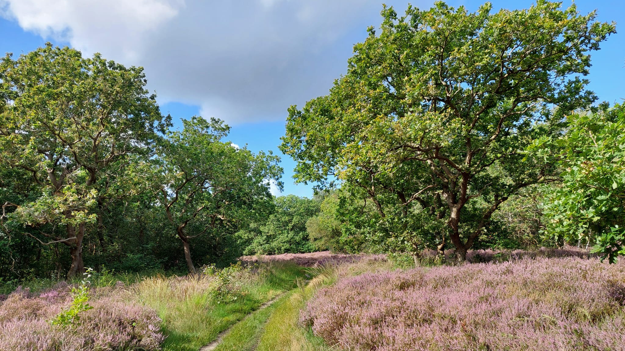 Zomerse boslandschap met een smal pad dat door heidevelden en tussen groene bomen kronkelt onder een blauwe lucht met witte wolken.