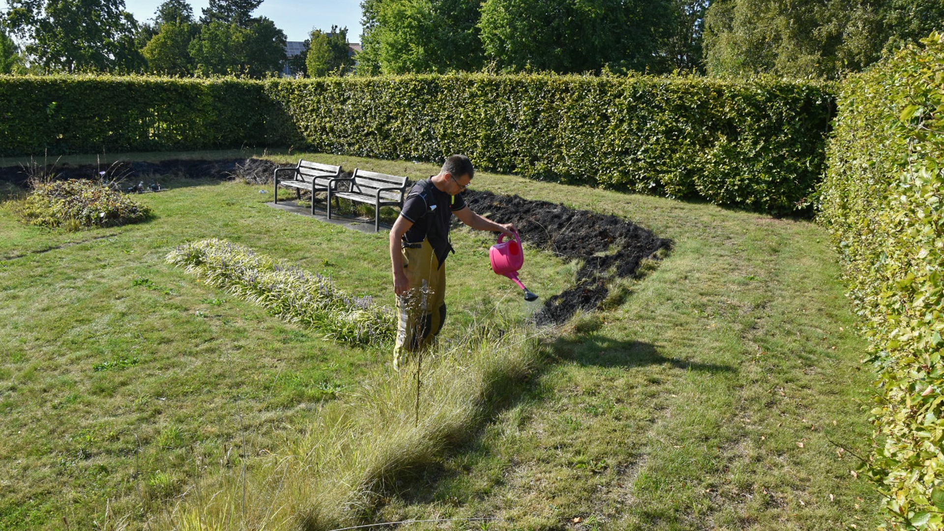 Een persoon giet water uit een roze gieter op gras in een tuin, omgeven door hagen en banken.
