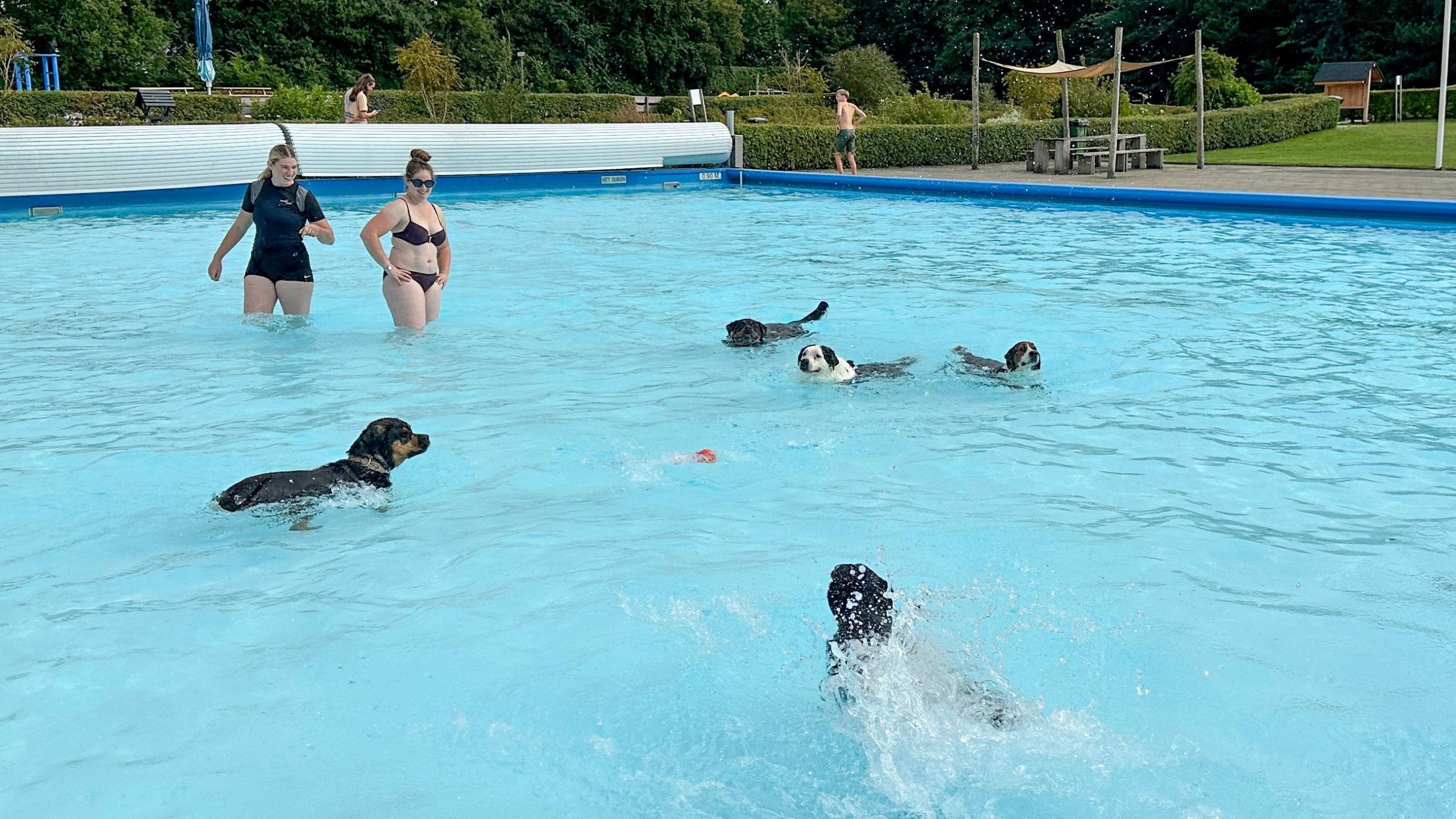 Twee vrouwen staan in een zwembad met meerdere honden die in het water zwemmen. Op de achtergrond is een grasveld en zit-tennisstoelen zichtbaar.