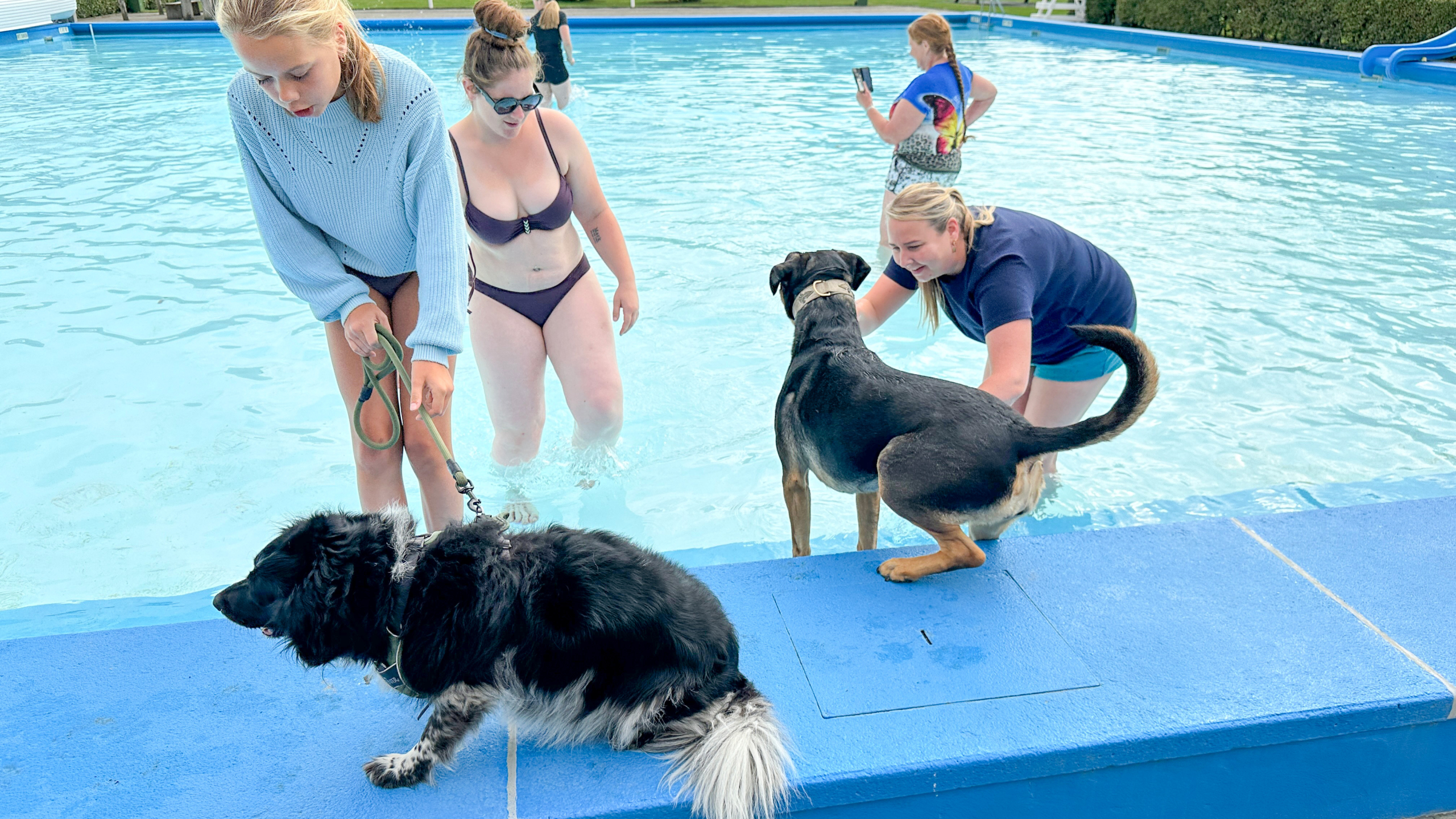Mensen en honden in een zwembad; een vrouw in een blauwe trui houdt de lijn van een zwarte hond vast, terwijl anderen in bikini's in het water staan. Een andere vrouw is bezig met een bruine en zwarte hond.