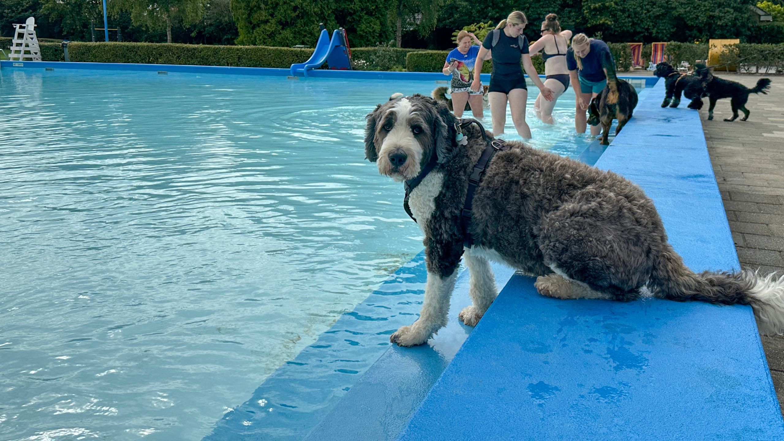 Grote hond zit op de rand van een zwembad, terwijl mensen en andere honden in het water staan.