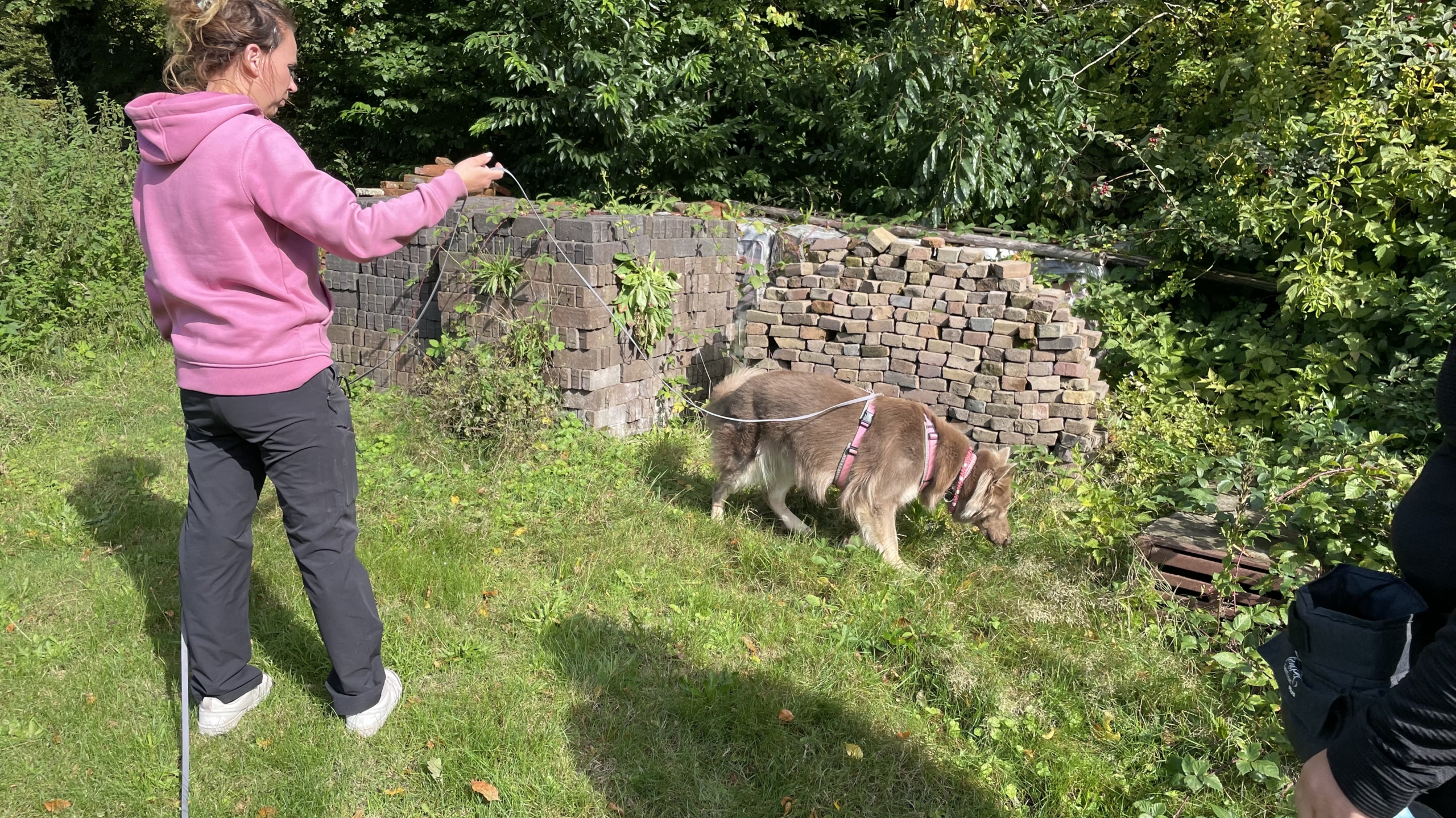 Een vrouw in een roze hoodie houdt een bruine geit aan een lijn terwijl deze gras ruikt in een tuin met gestapelde stenen en omringende planten.