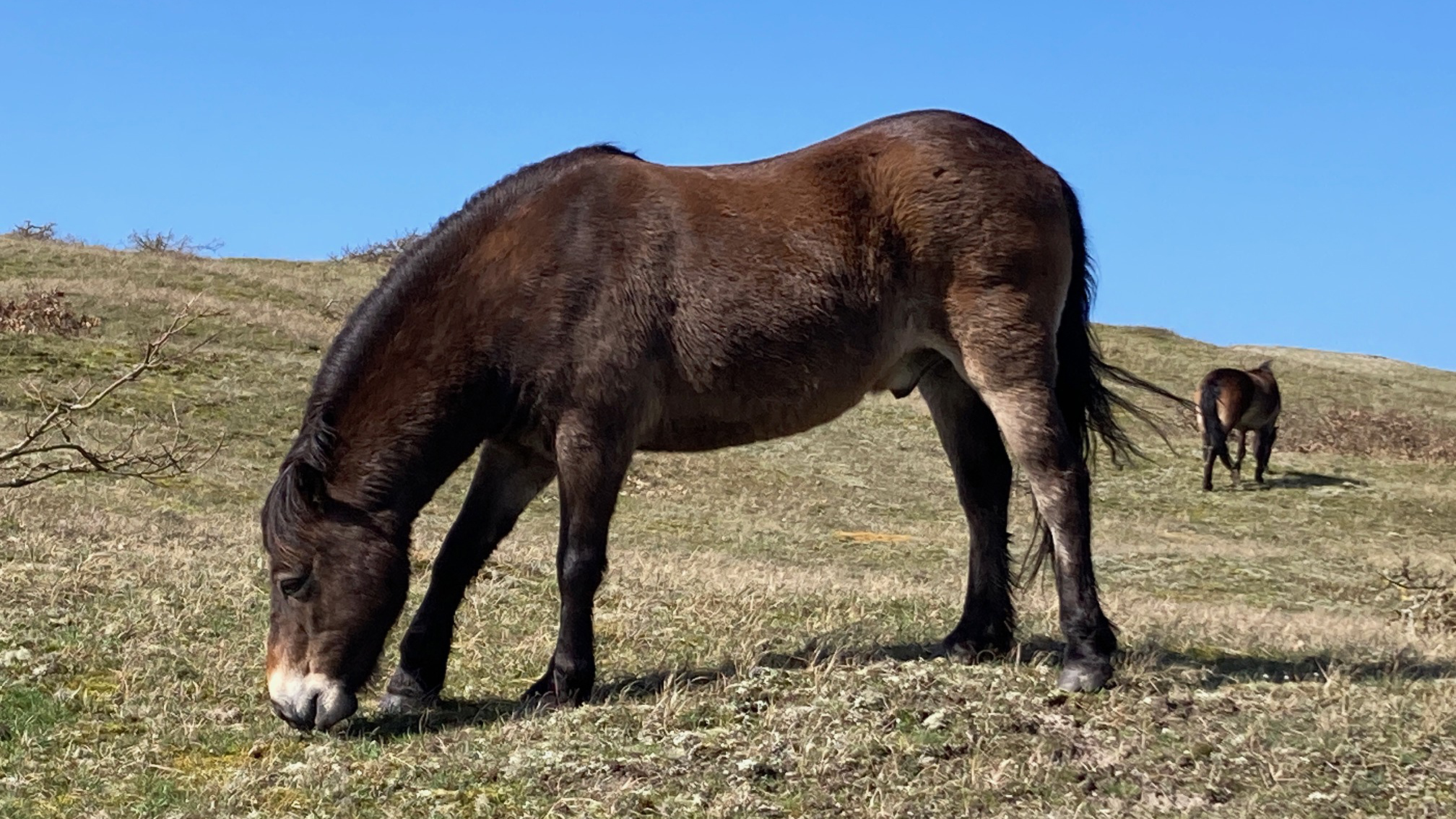 Een bruine pony graast op een grasveld onder een heldere blauwe hemel, met een andere pony op de achtergrond.